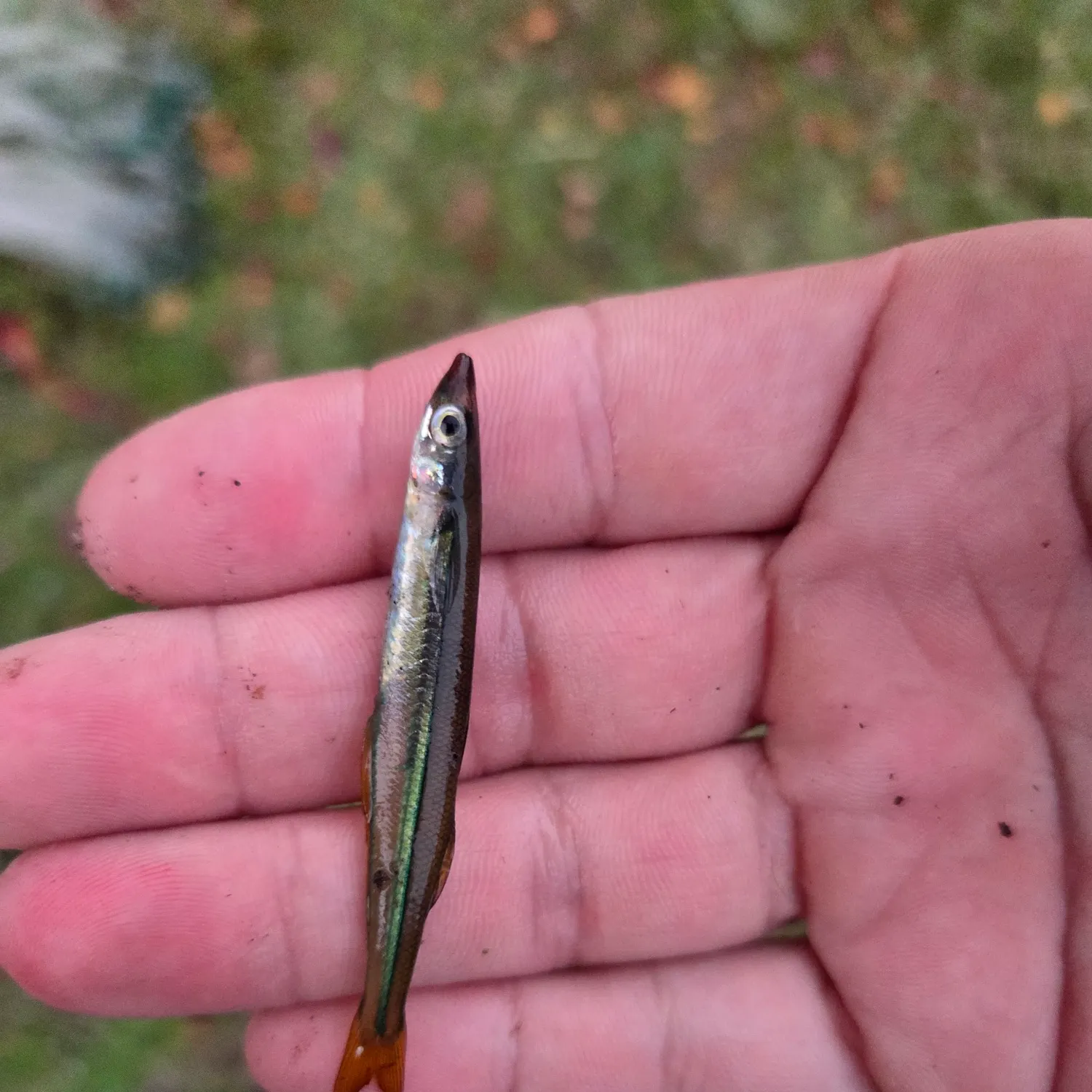 The most recent Golden silverside catches on Fishbrain