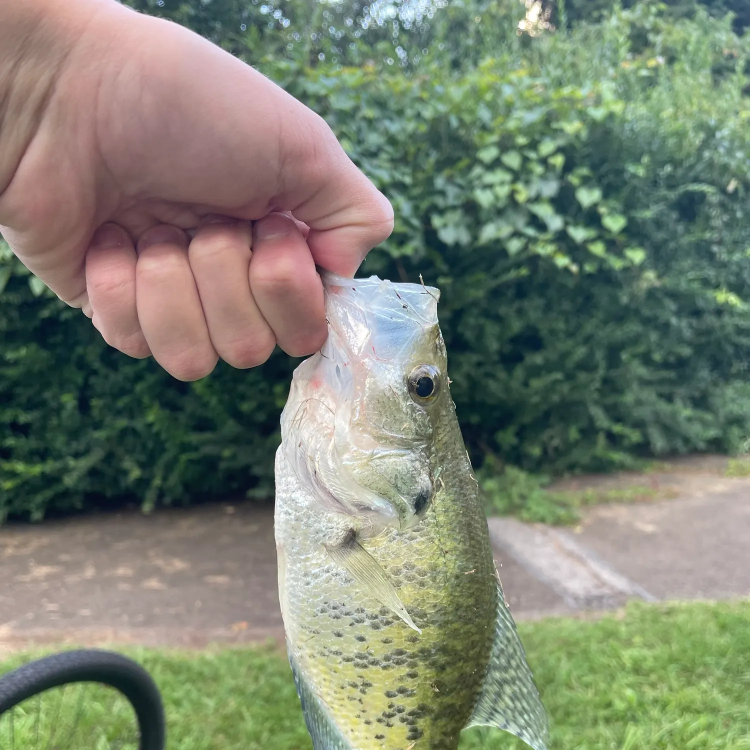 White crappie caught on Fishbrain