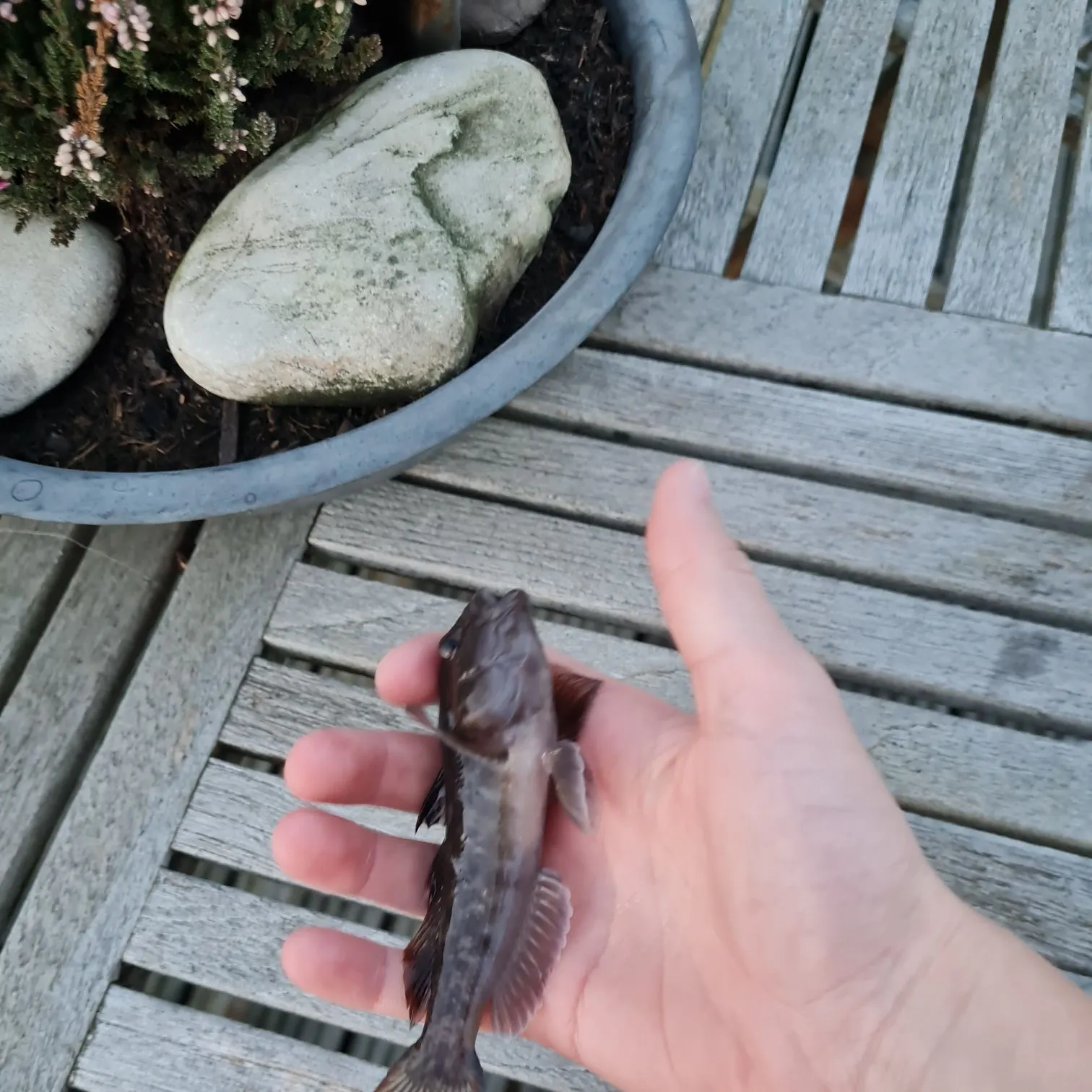 Round goby caught on Fishbrain