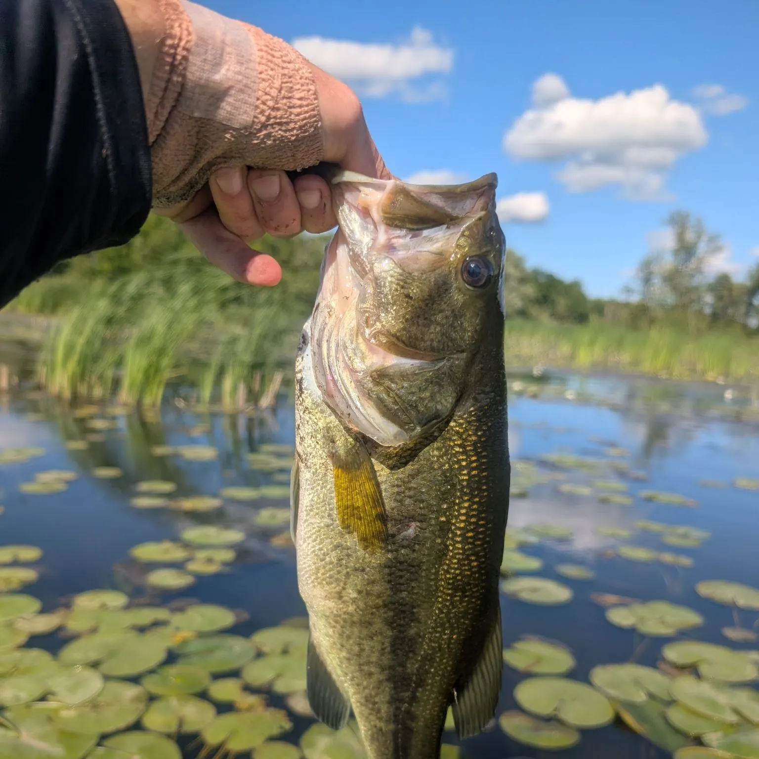 catch