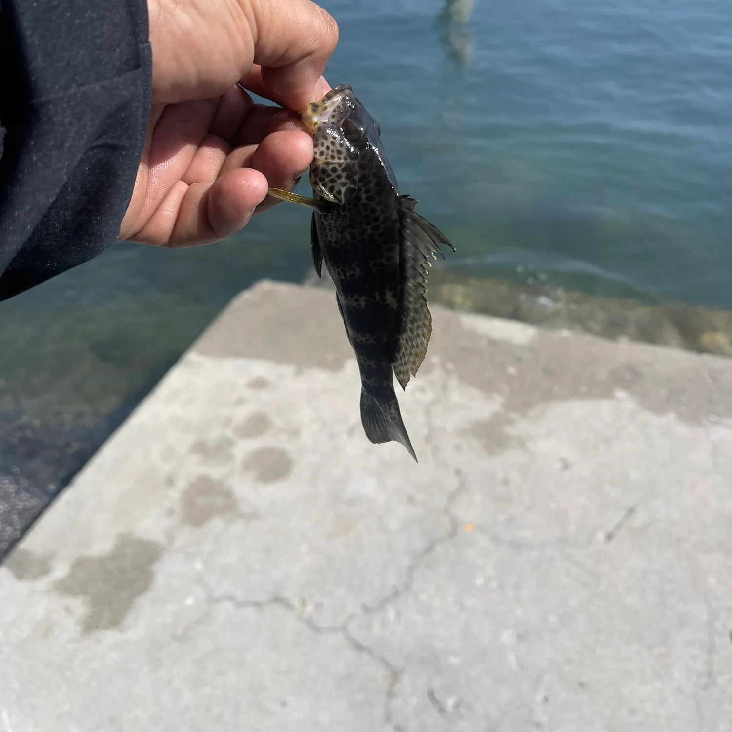 Spotted sand bass caught on Fishbrain