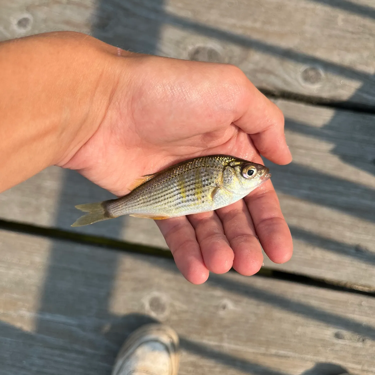 Shiner perch caught on Fishbrain
