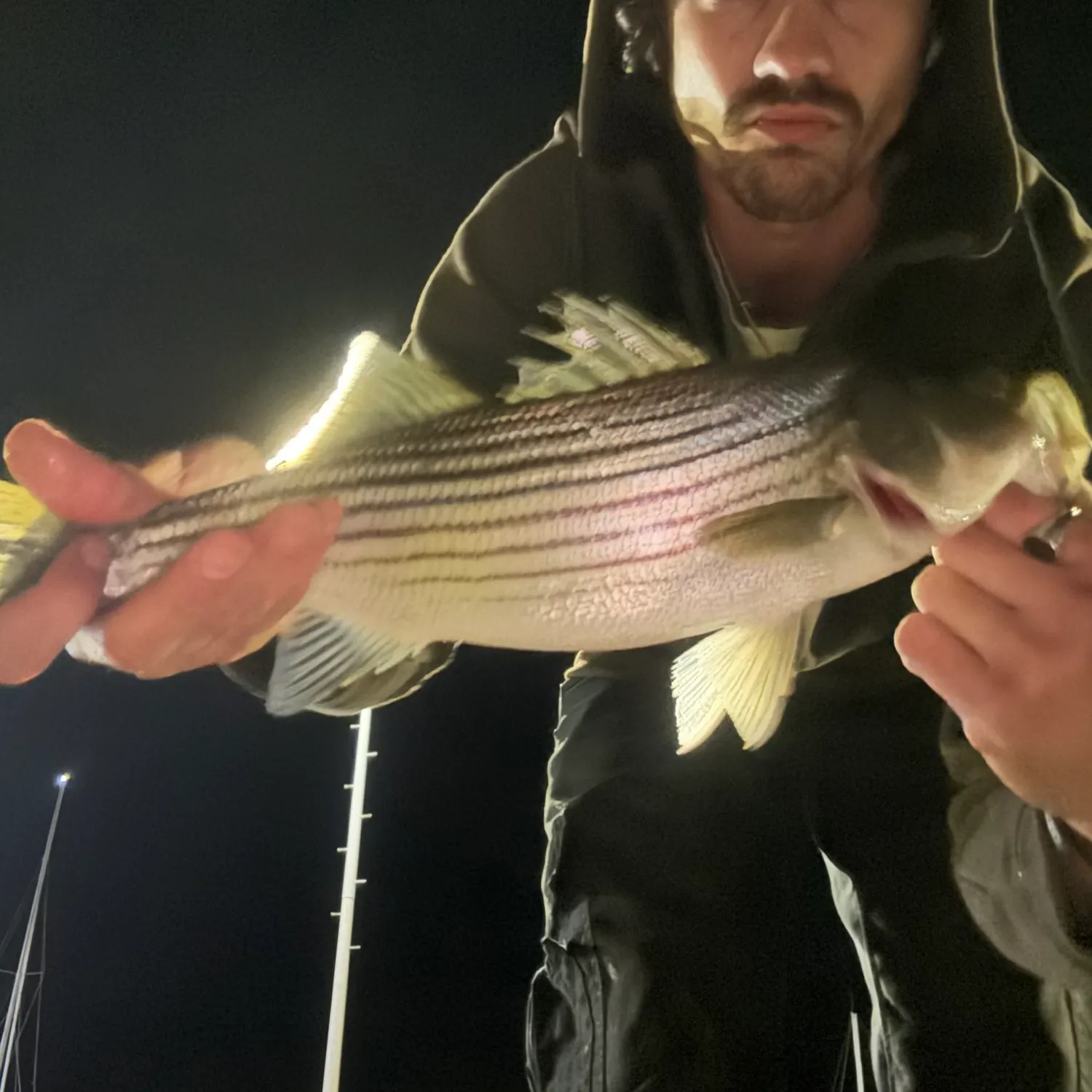 Striped bass caught on Fishbrain