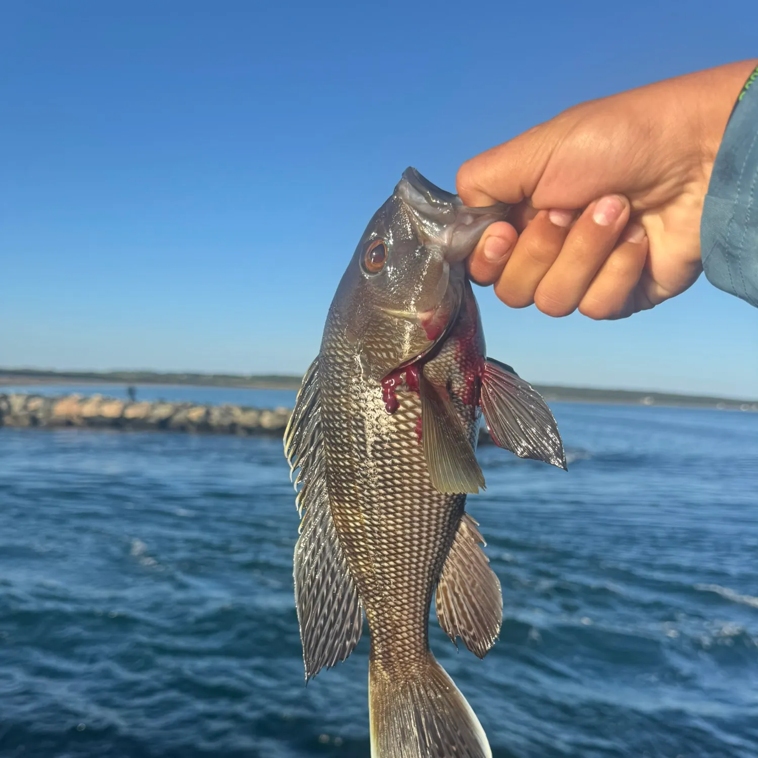 Black sea bass caught on Fishbrain