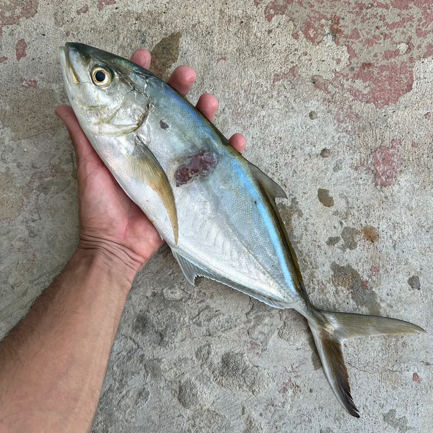 The most recent Bar jack catches on Fishbrain