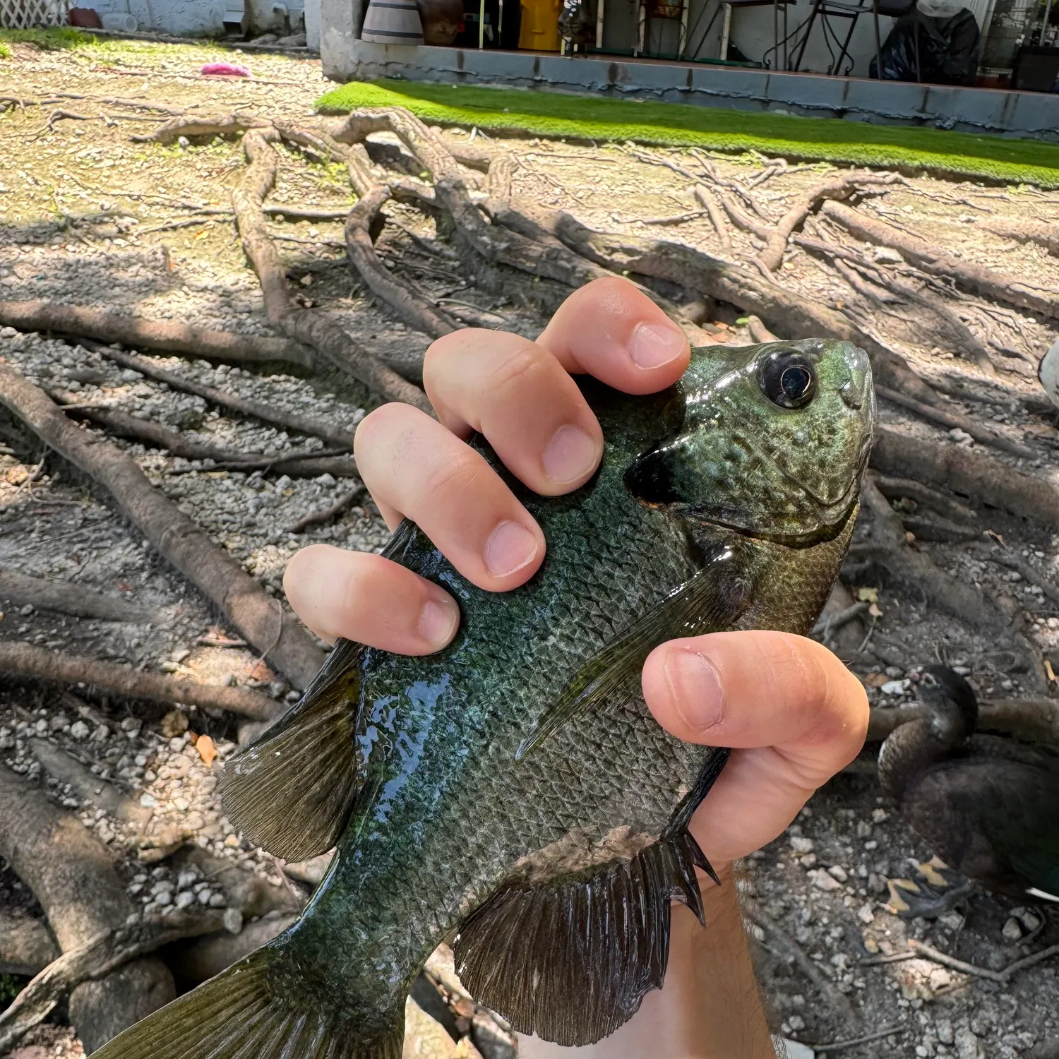 The most recent Redear x bluegill catches on Fishbrain