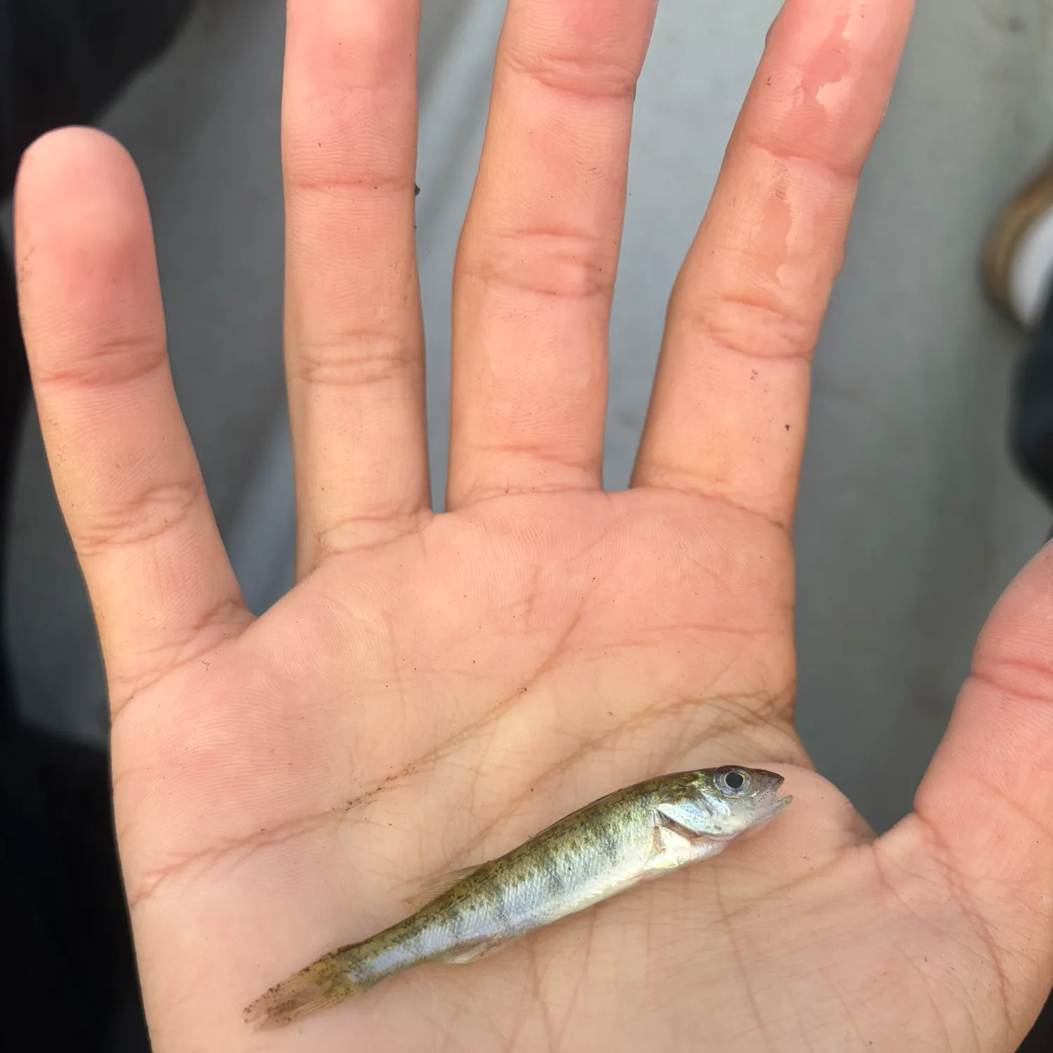 Fish caught on Fishbrain