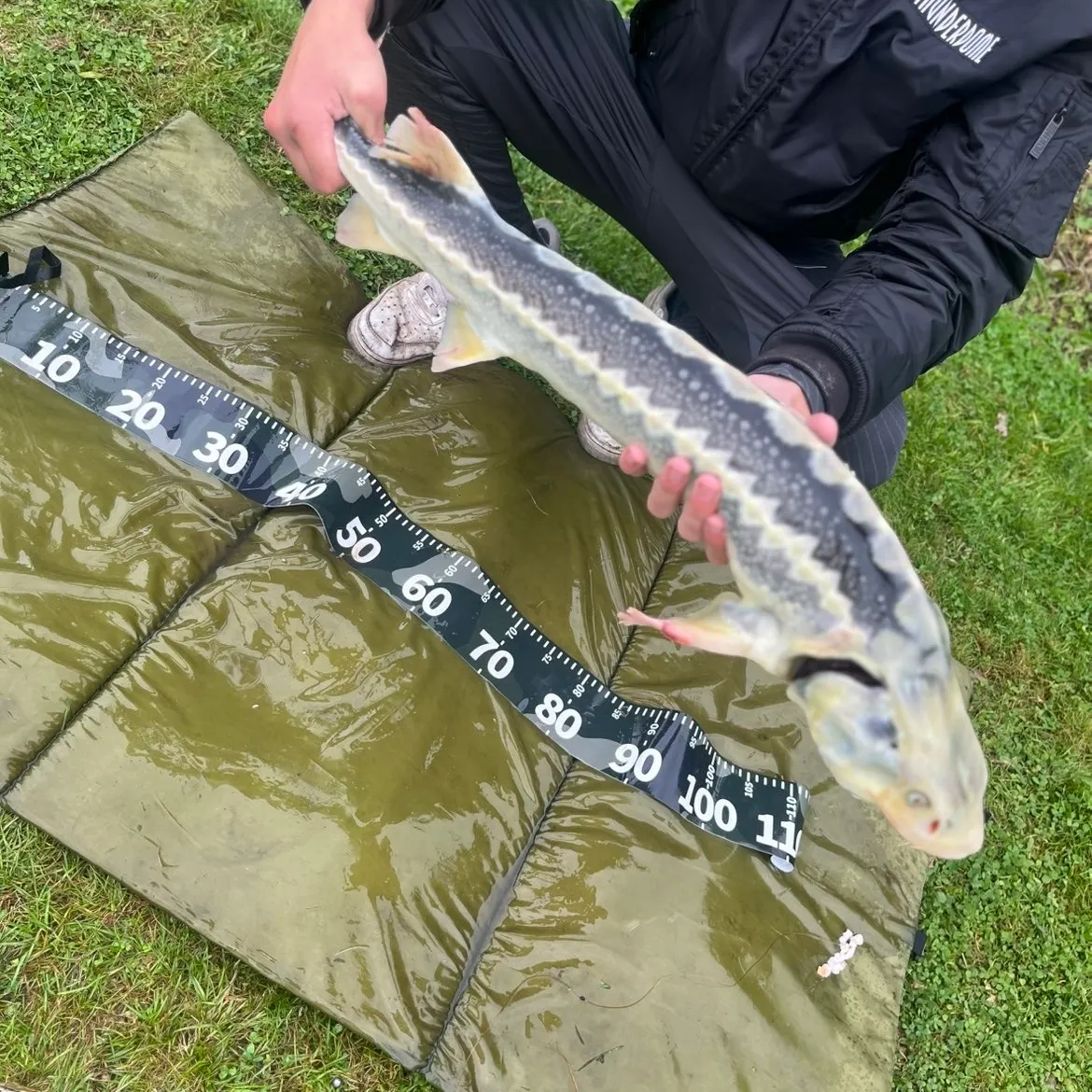 The most recent Russian sturgeon catches on Fishbrain