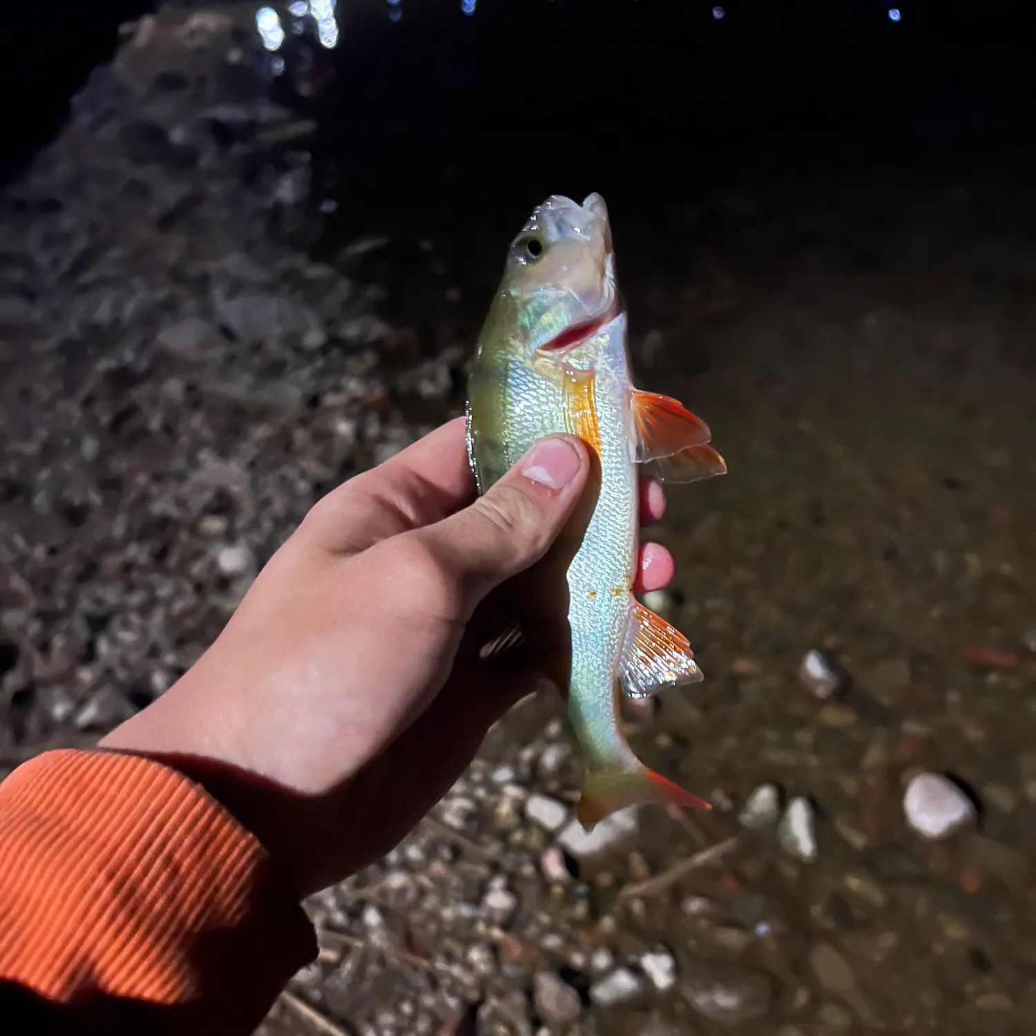 European perch caught on Fishbrain