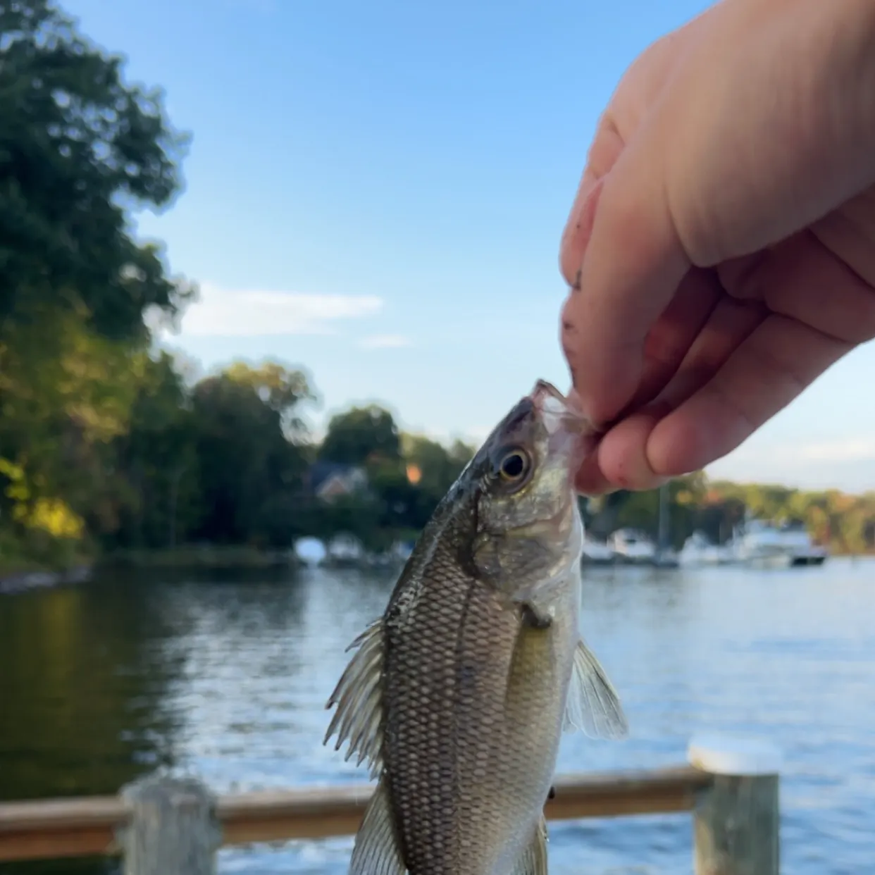 White perch caught on Fishbrain