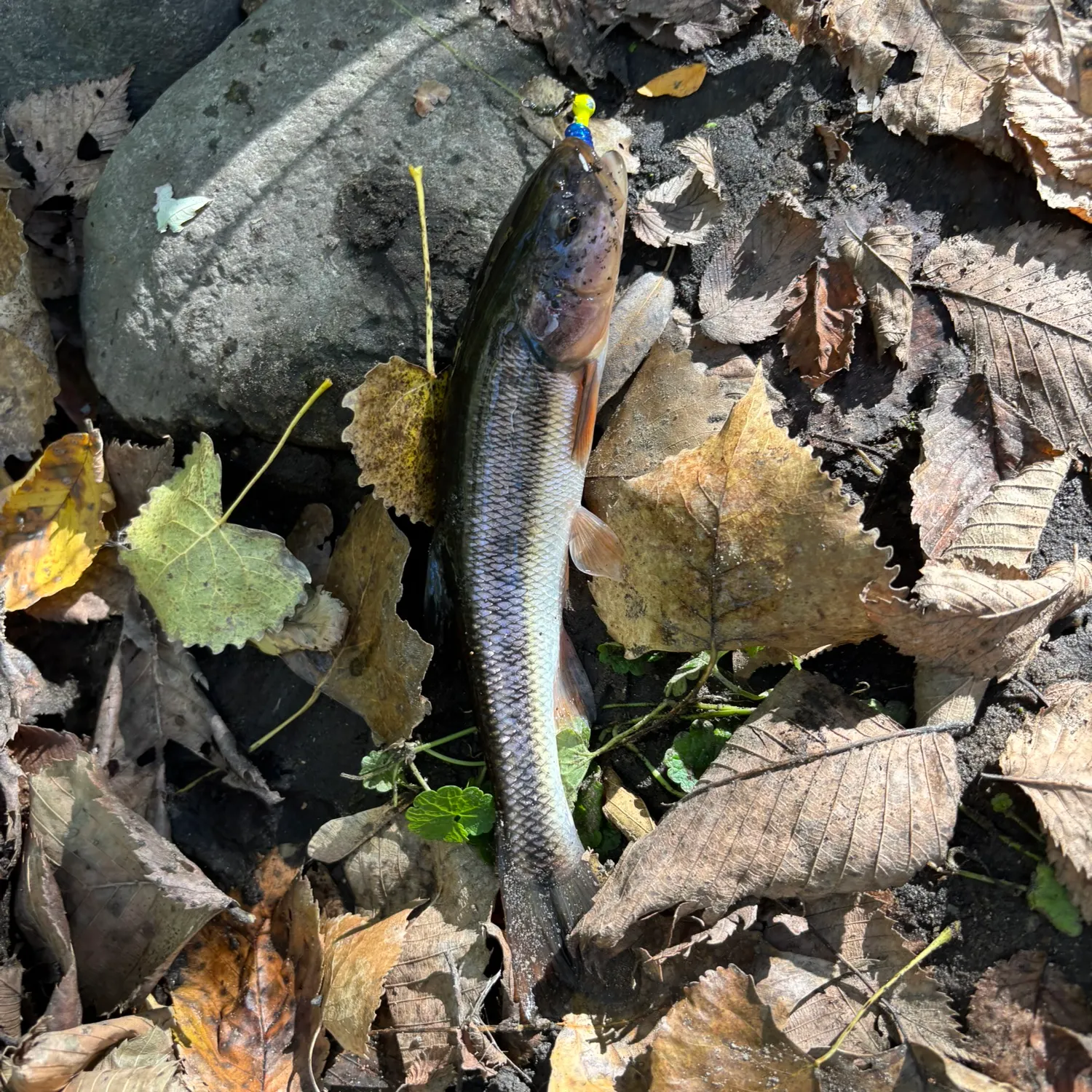 Northern pikeminnow caught on Fishbrain
