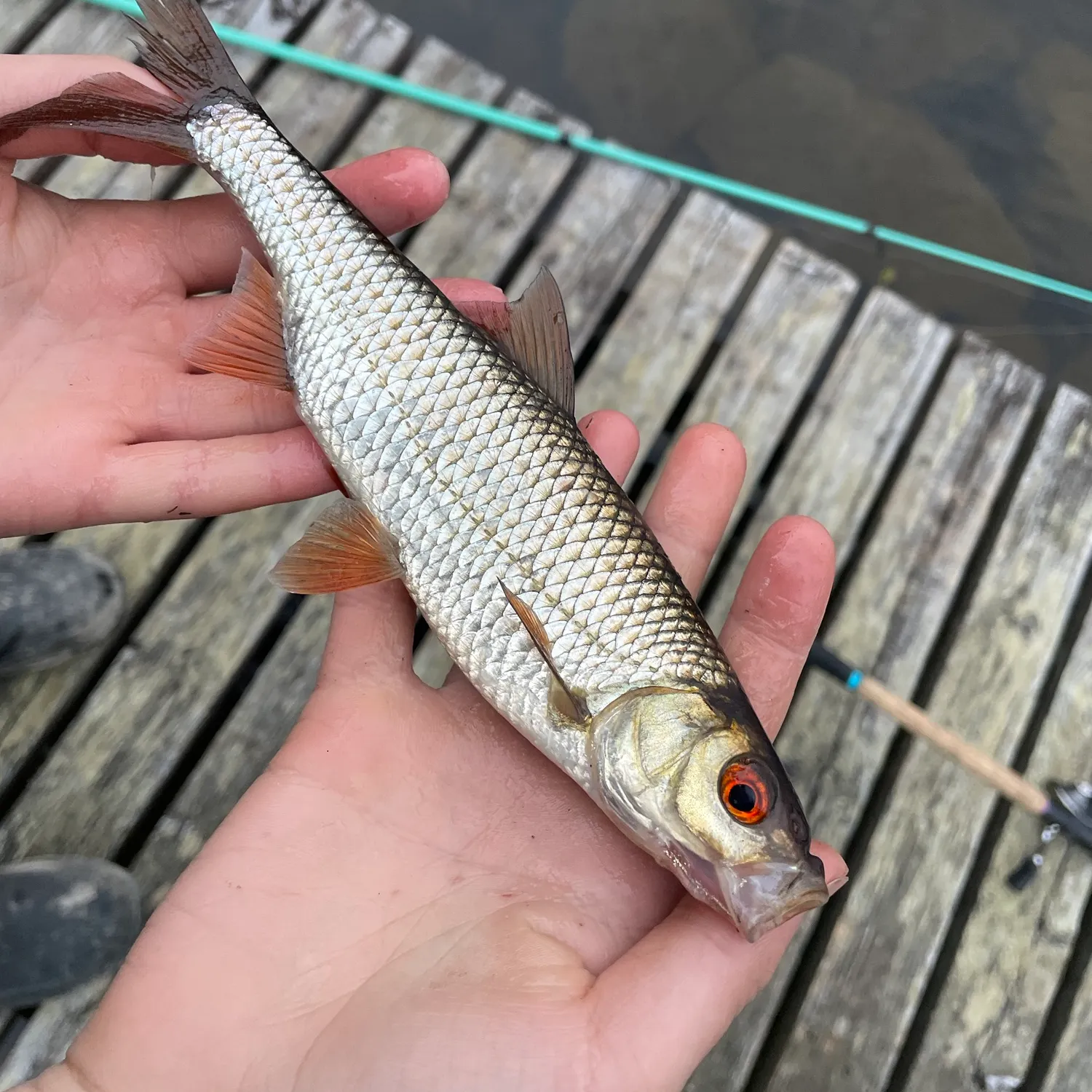 Common roach caught on Fishbrain