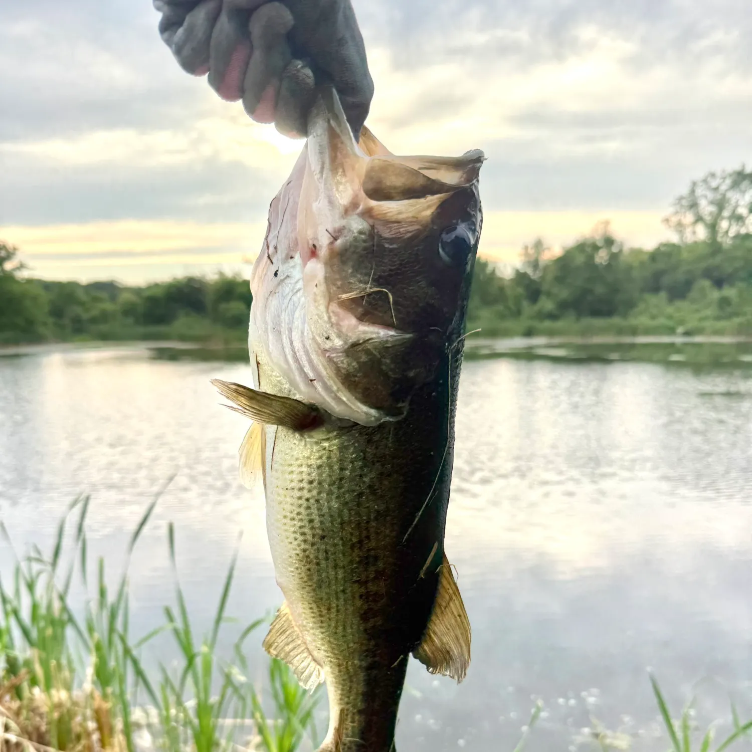Largemouth bass caught on Fishbrain