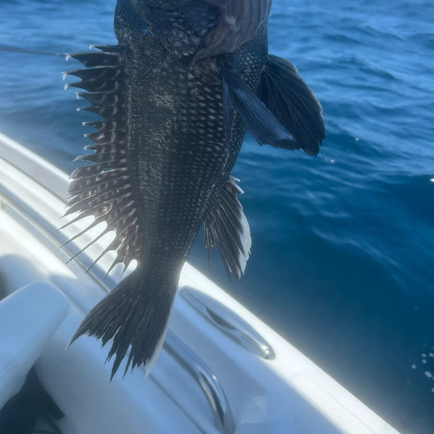 The most recent Black sea bass catches on Fishbrain