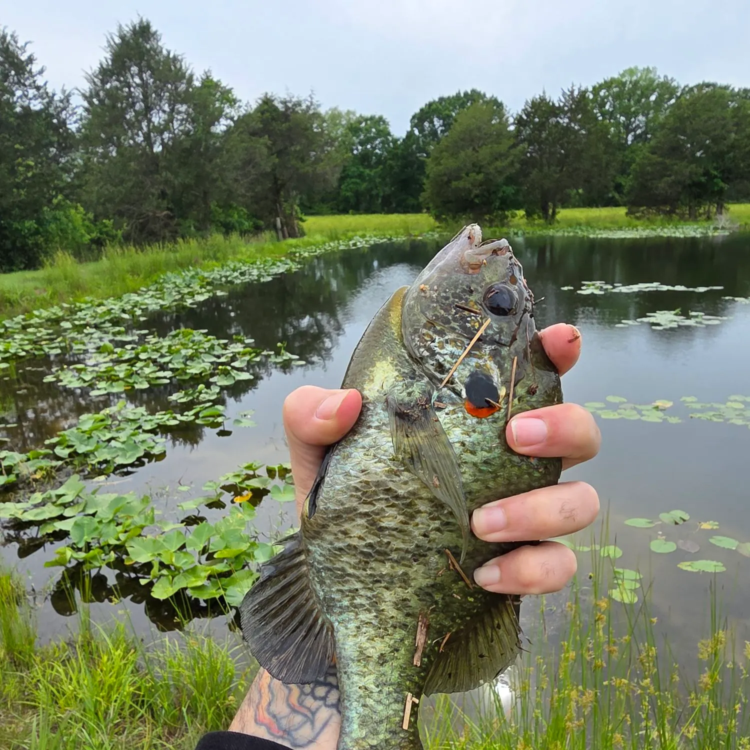 The most recent Redear sunfish catches on Fishbrain