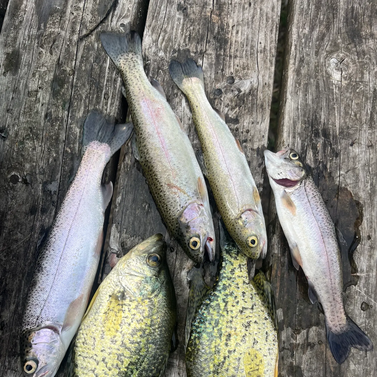 recently logged catches