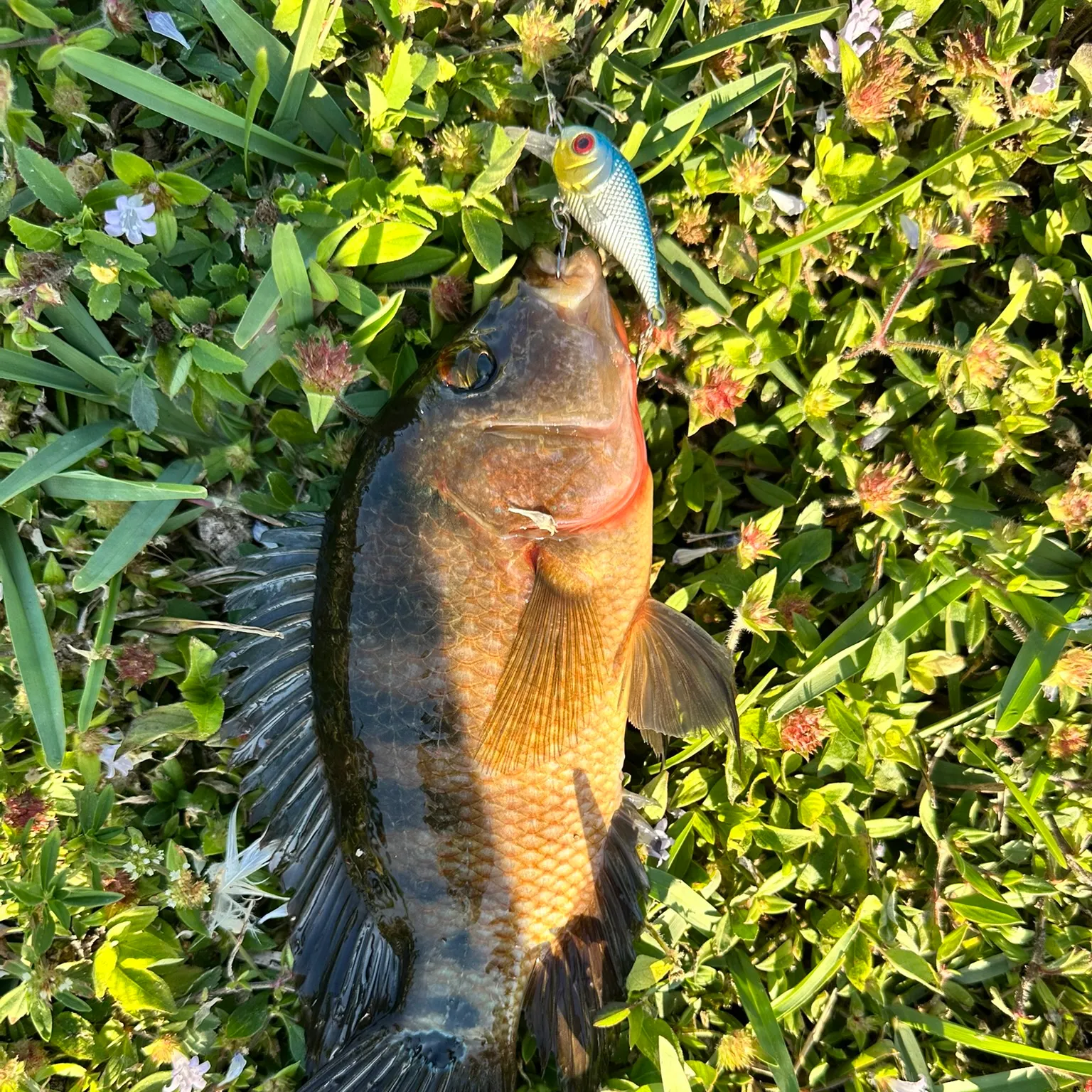 The most recent Mayan cichlid catches on Fishbrain