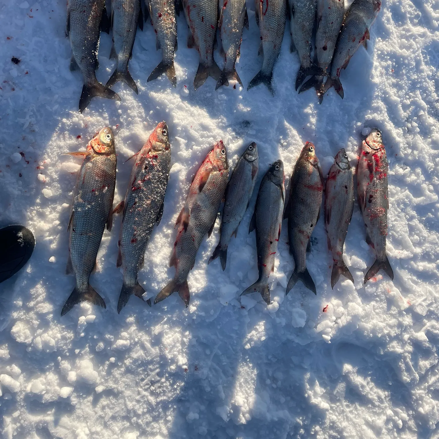 The most recent Lake whitefish catches on Fishbrain
