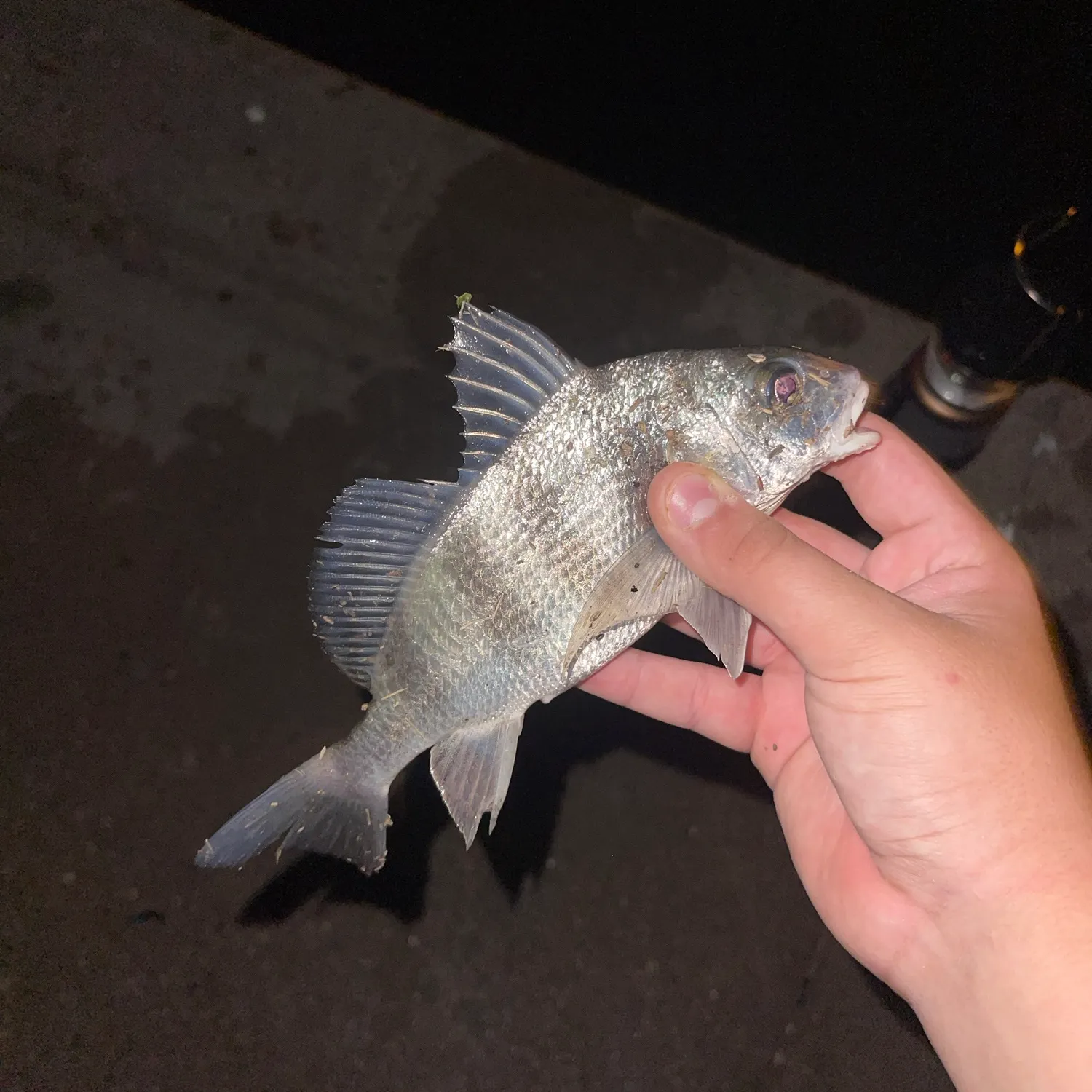 Black drum caught on Fishbrain