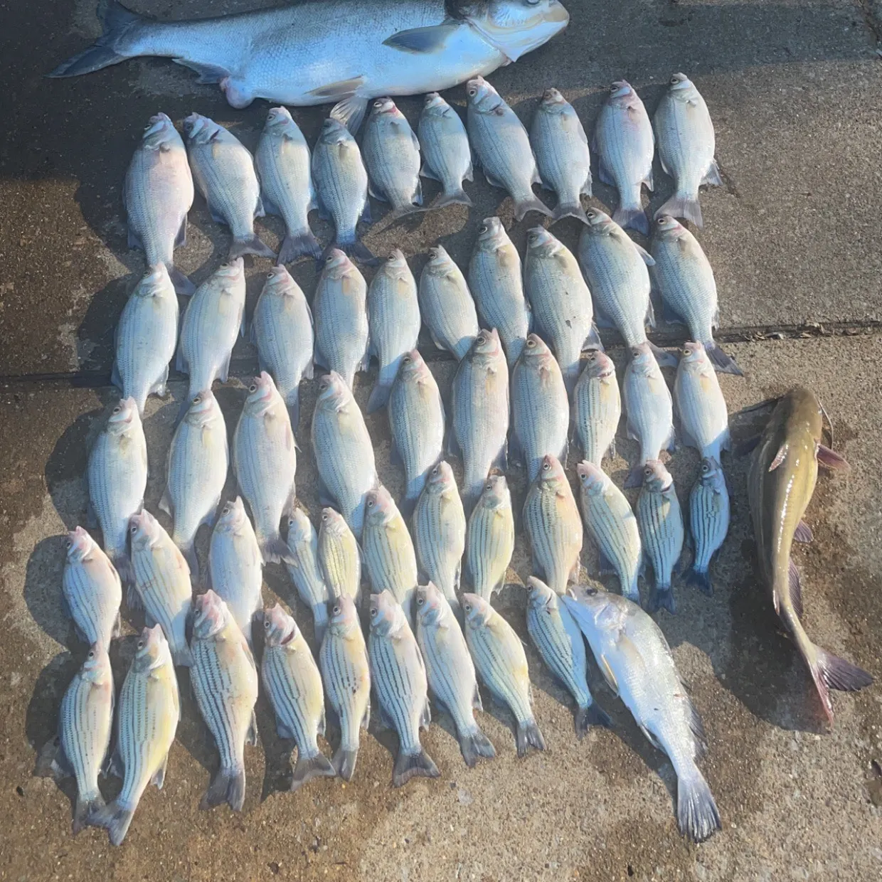 angler catch