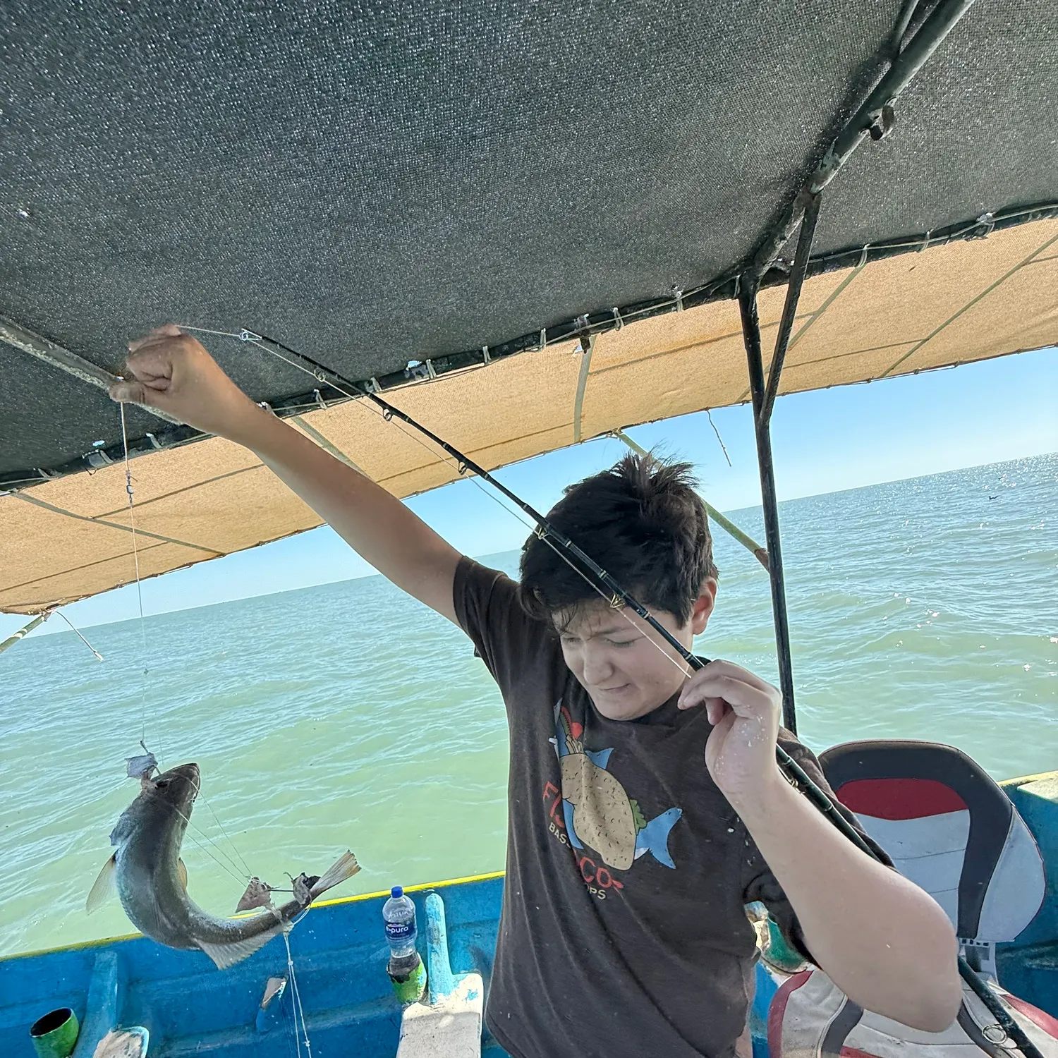 Gulf weakfish caught on Fishbrain