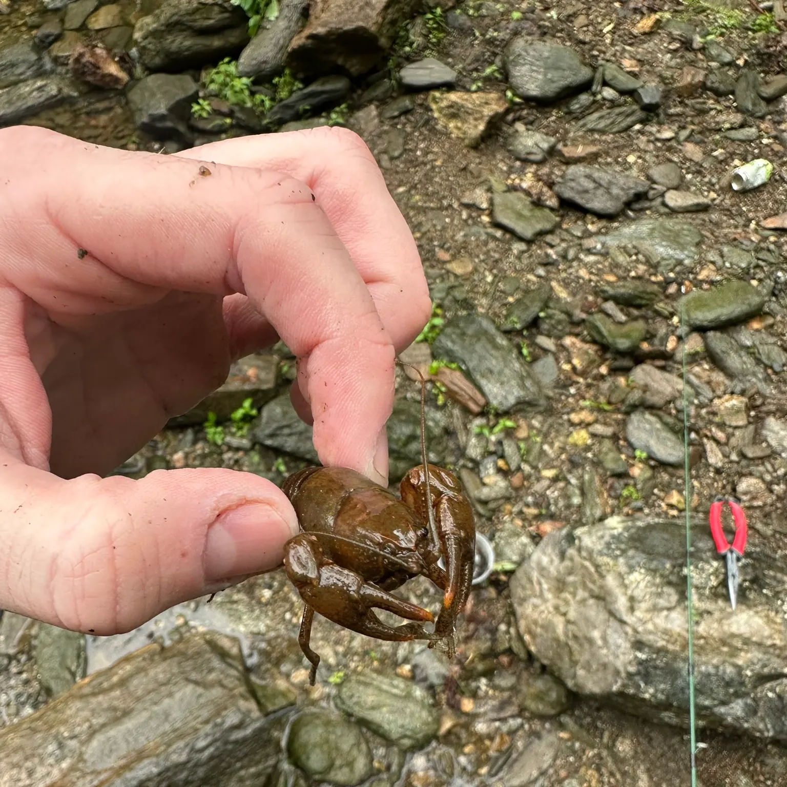 The most recent Appalachian brook crayfish catches on Fishbrain