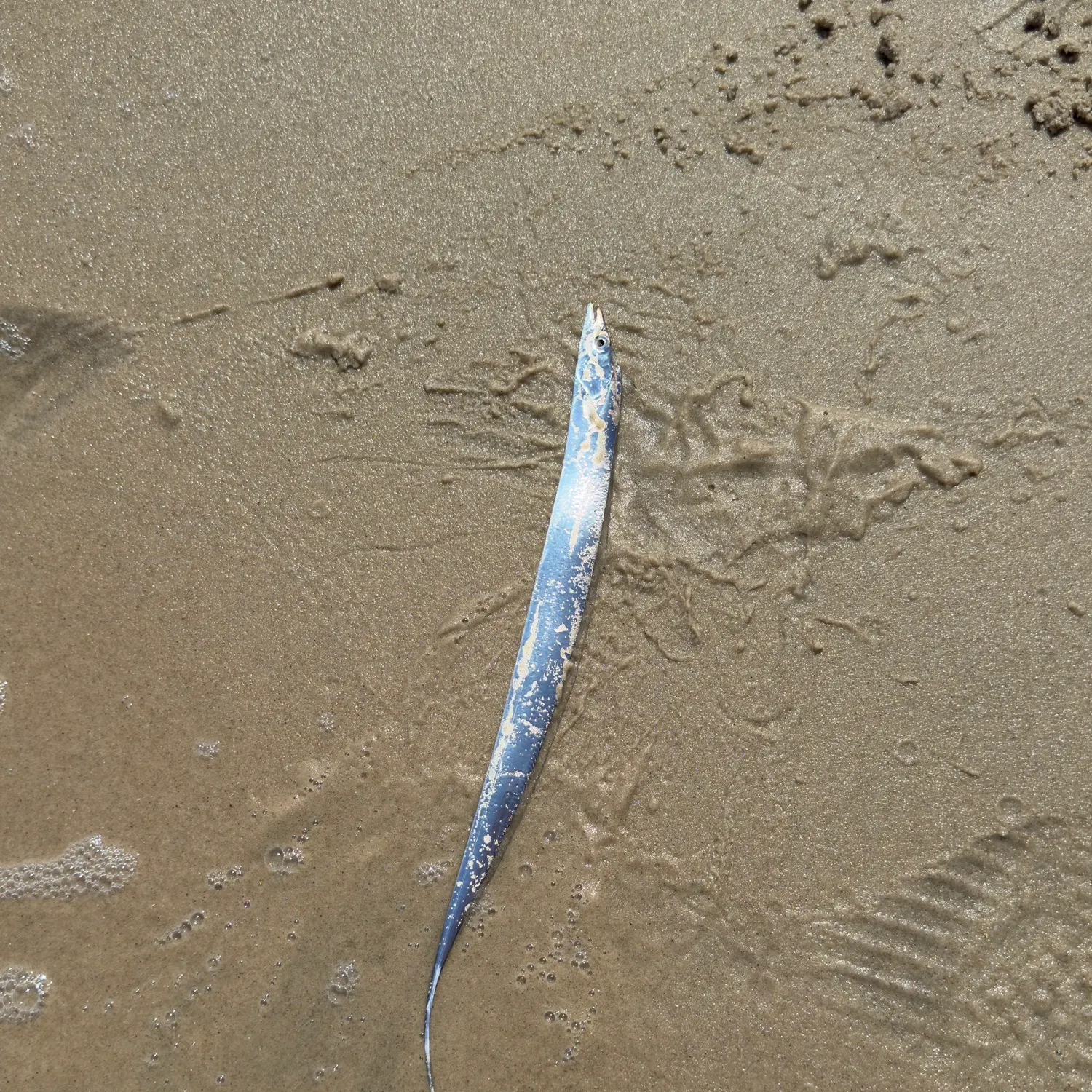 The most recent Atlantic cutlassfish catches on Fishbrain