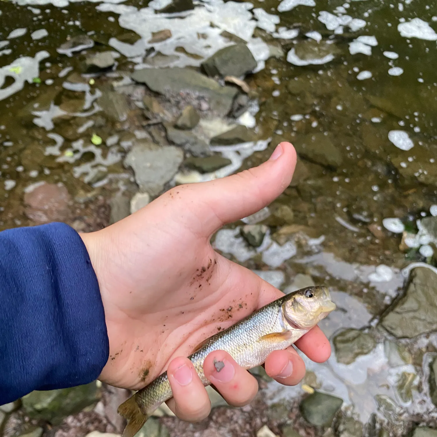 Creek chub caught on Fishbrain
