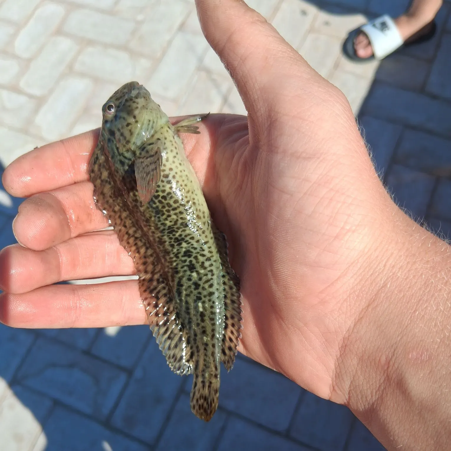 The most recent Spotted wolffish catches on Fishbrain