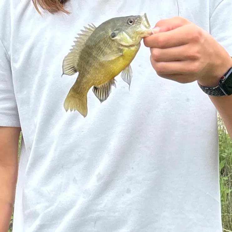 Green sunfish caught on Fishbrain