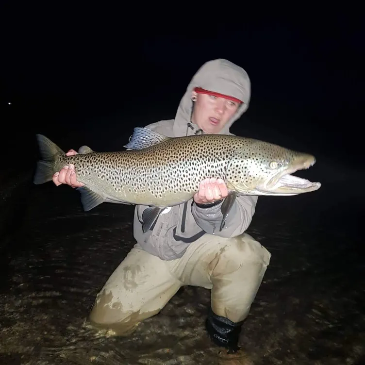 Brown trout caught on Fishbrain