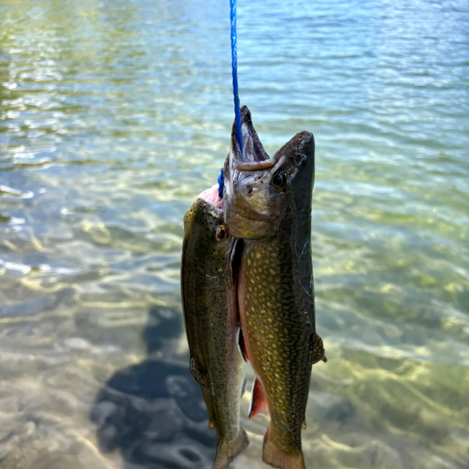 The most recent Brook trout catches on Fishbrain