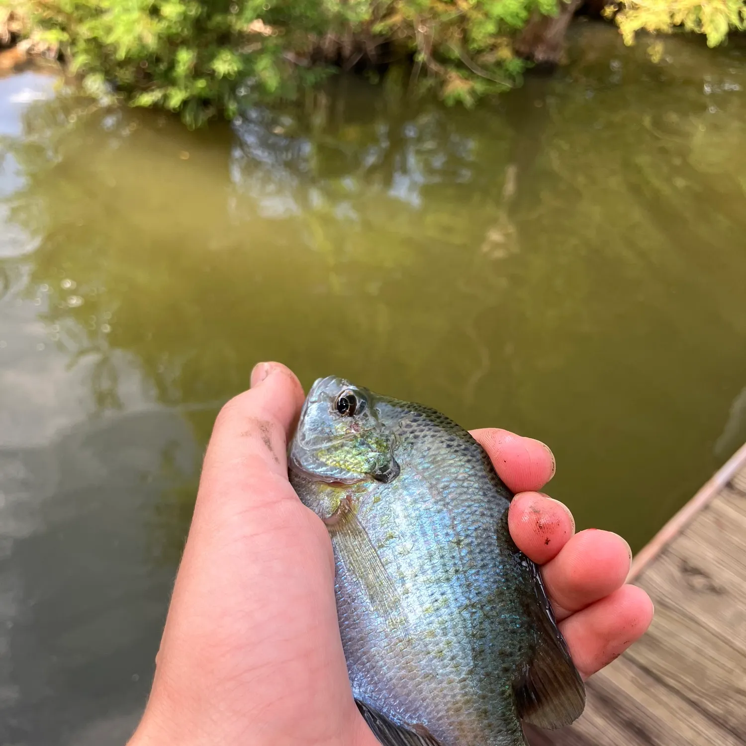 The most recent Coppernose bluegill catches on Fishbrain