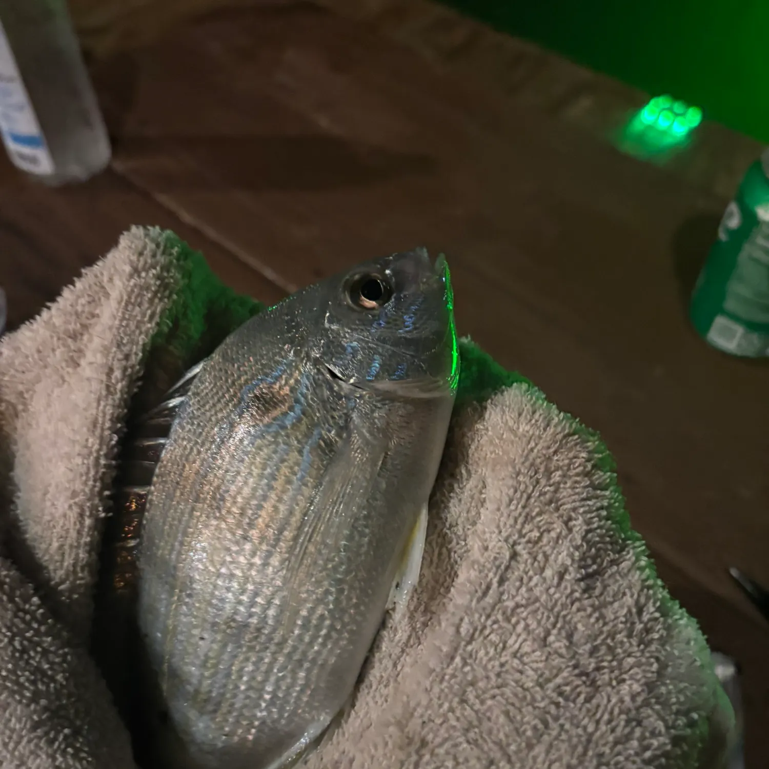 The most recent Black drum catches on Fishbrain
