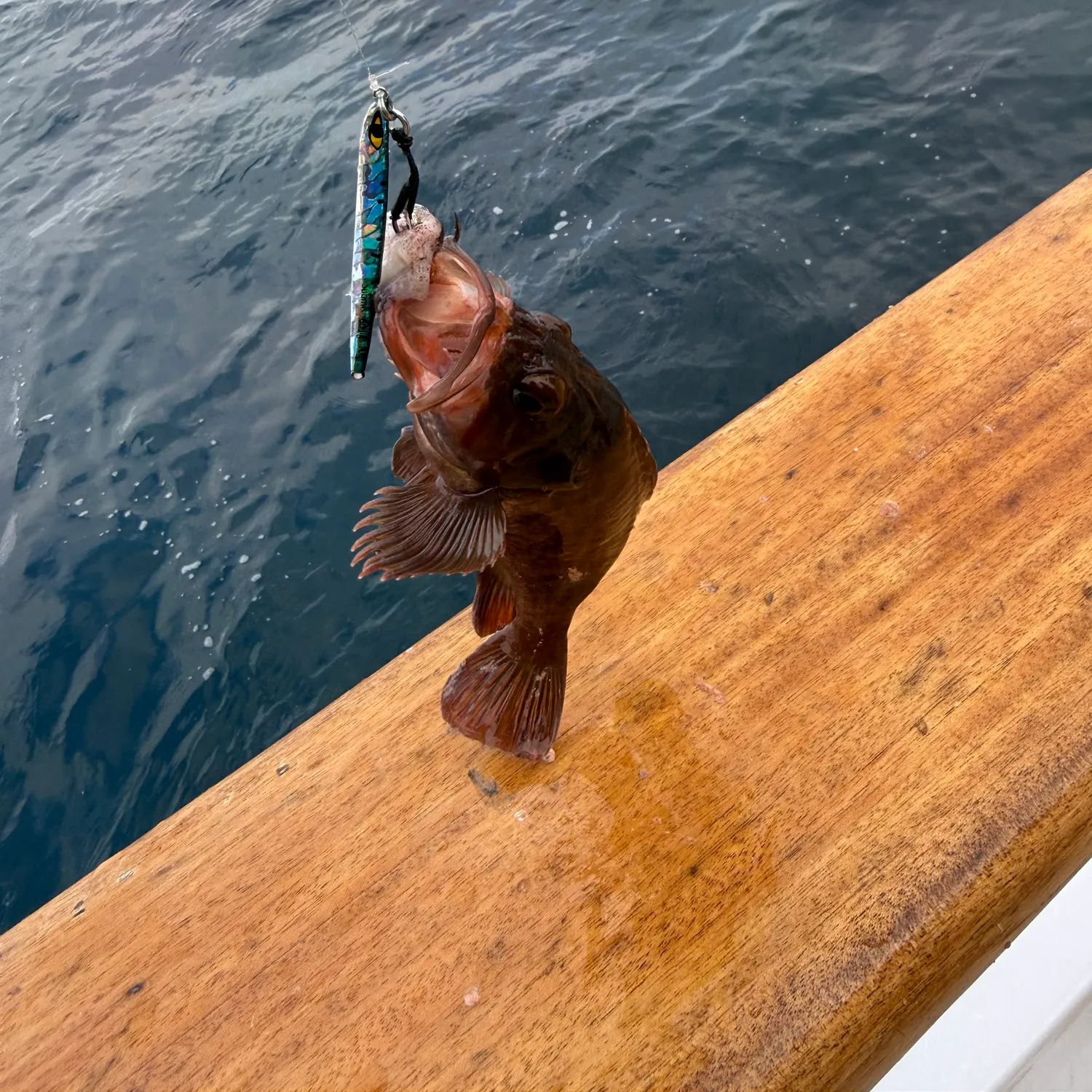 The most recent Brown rockfish catches on Fishbrain