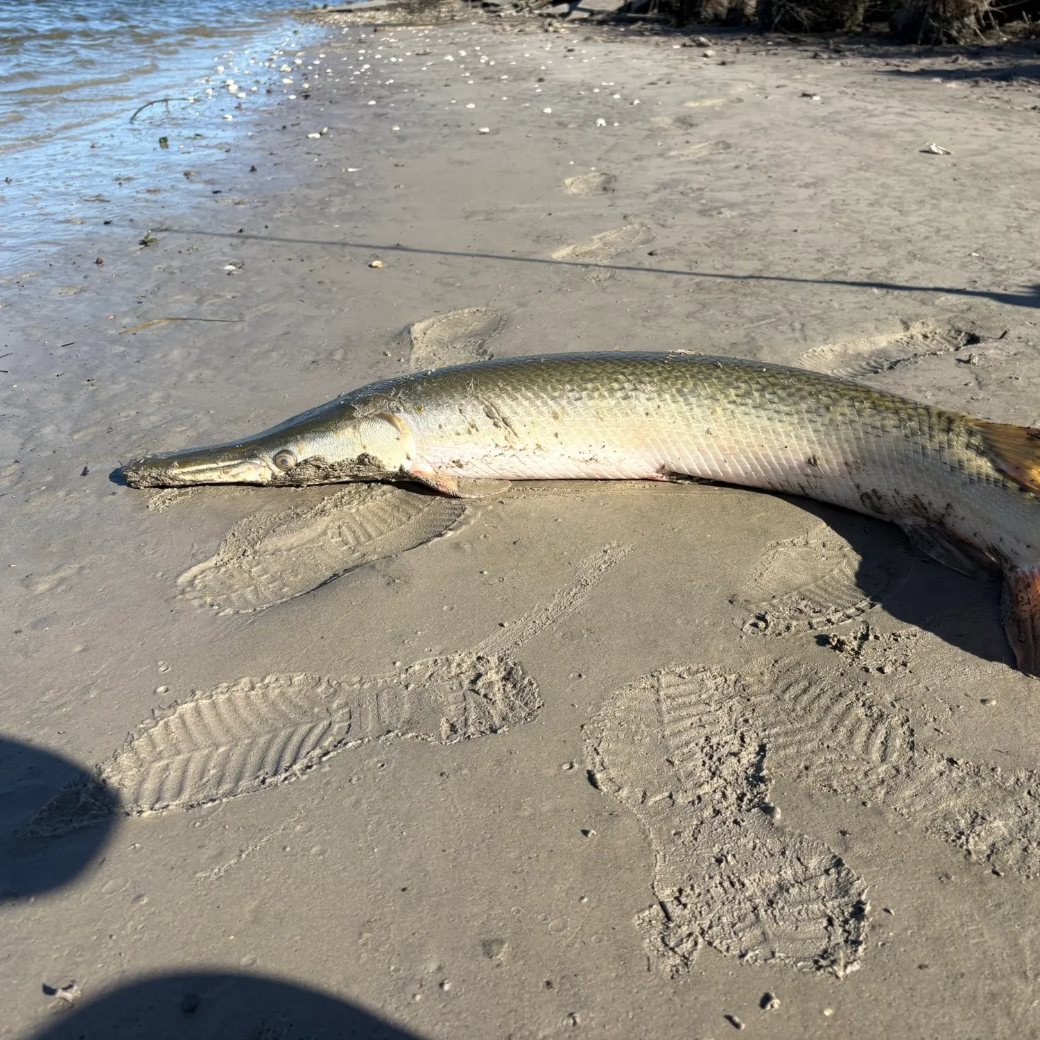 The most recent Alligator gar catches on Fishbrain