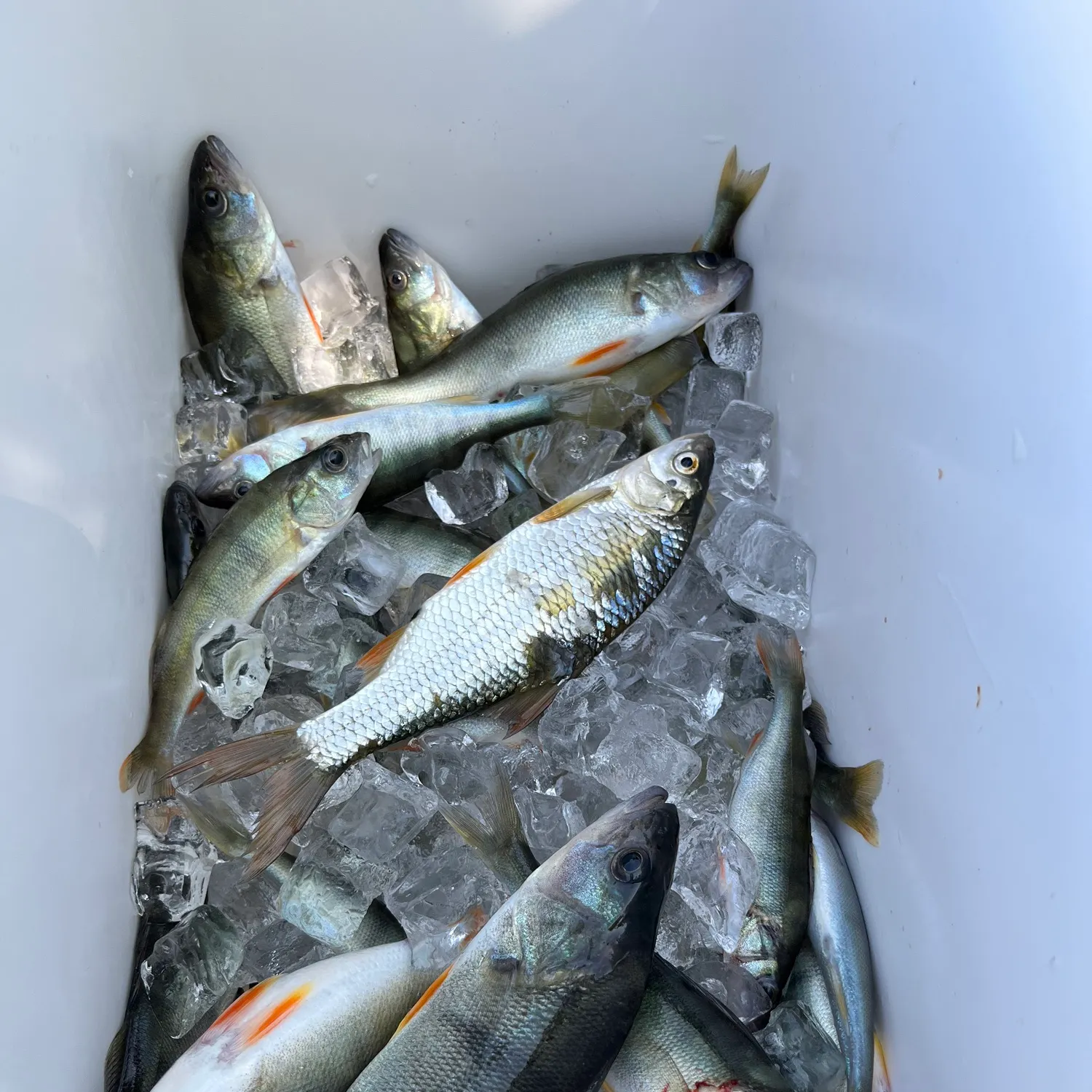 European perch caught on Fishbrain
