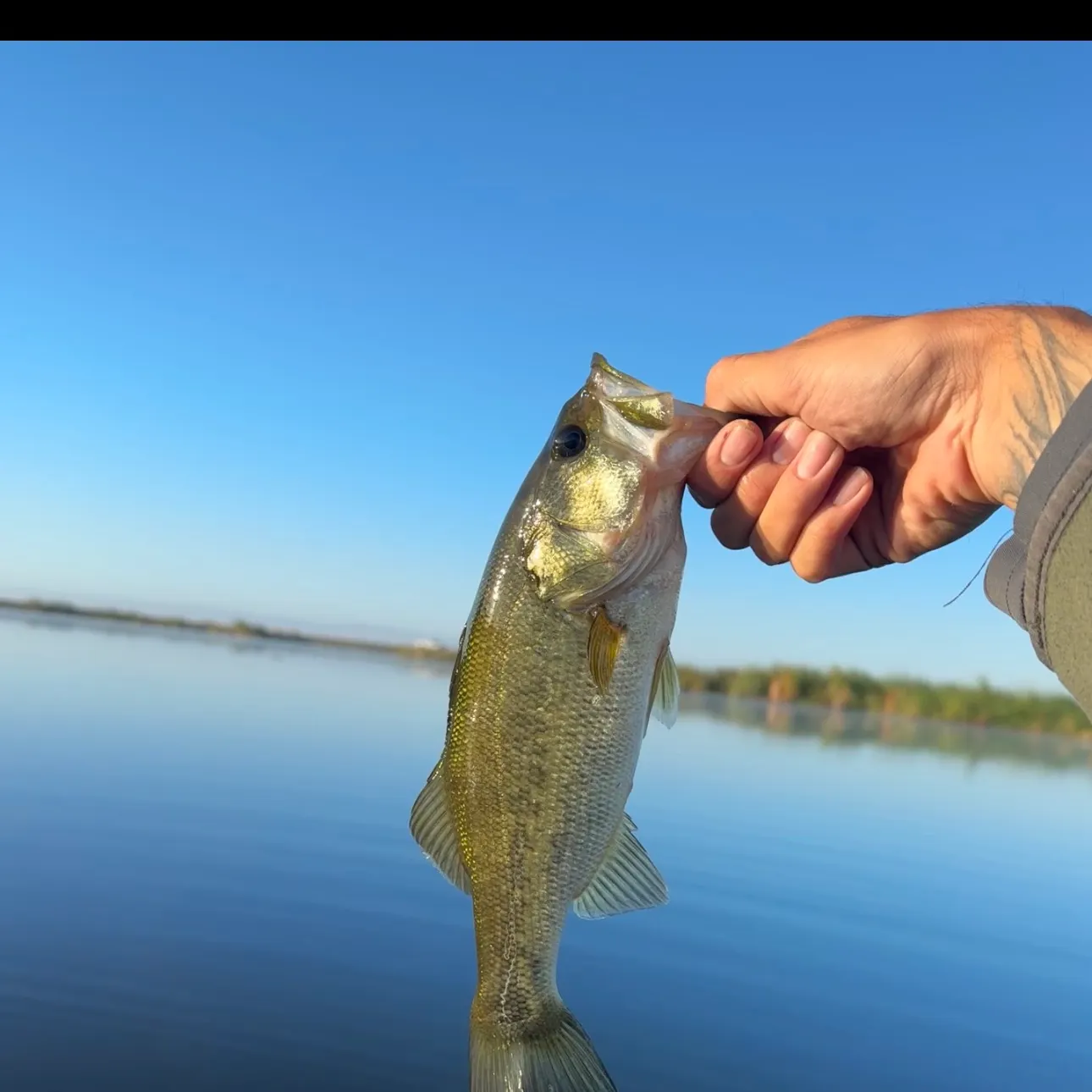 Largemouth bass caught on Fishbrain