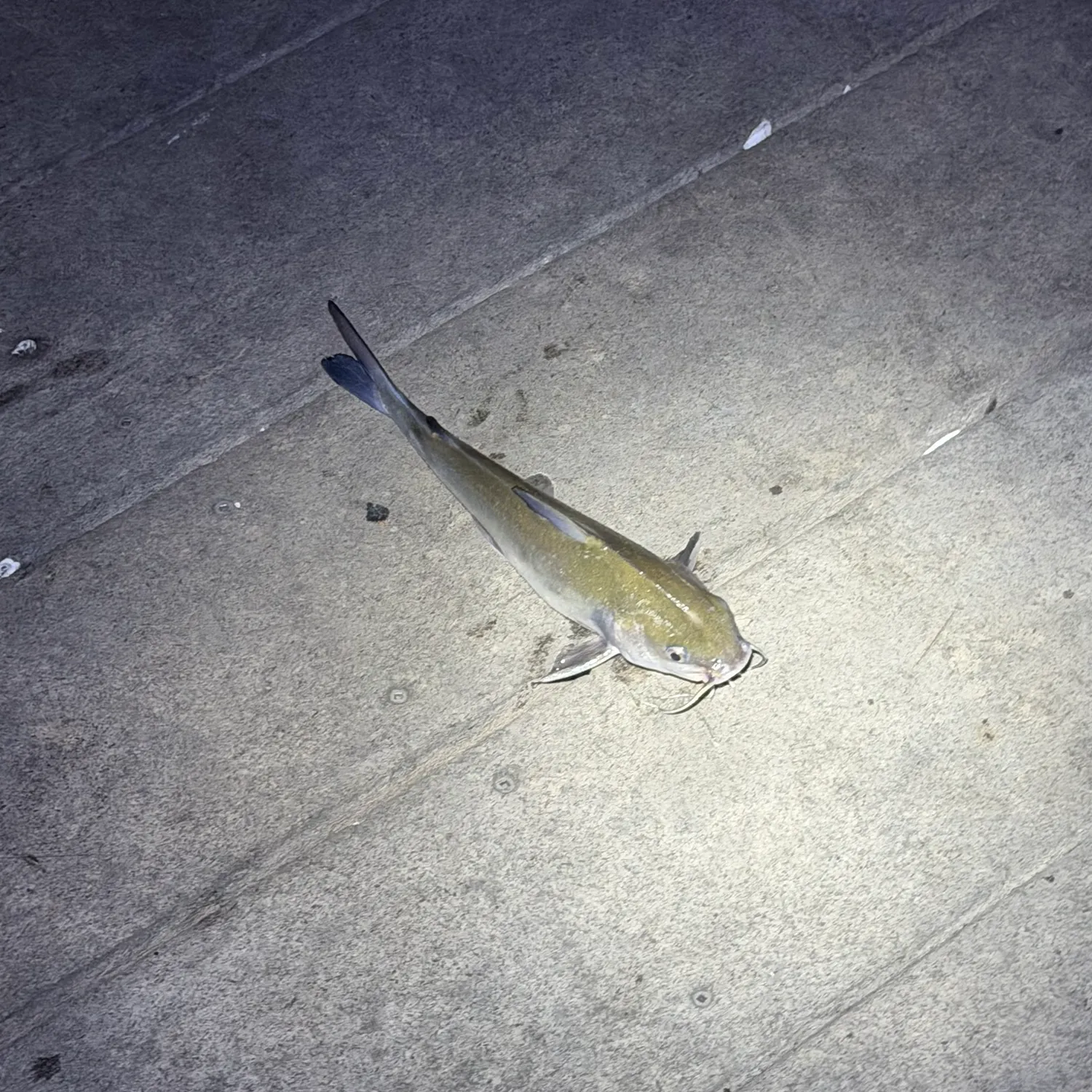 Fish caught on Fishbrain