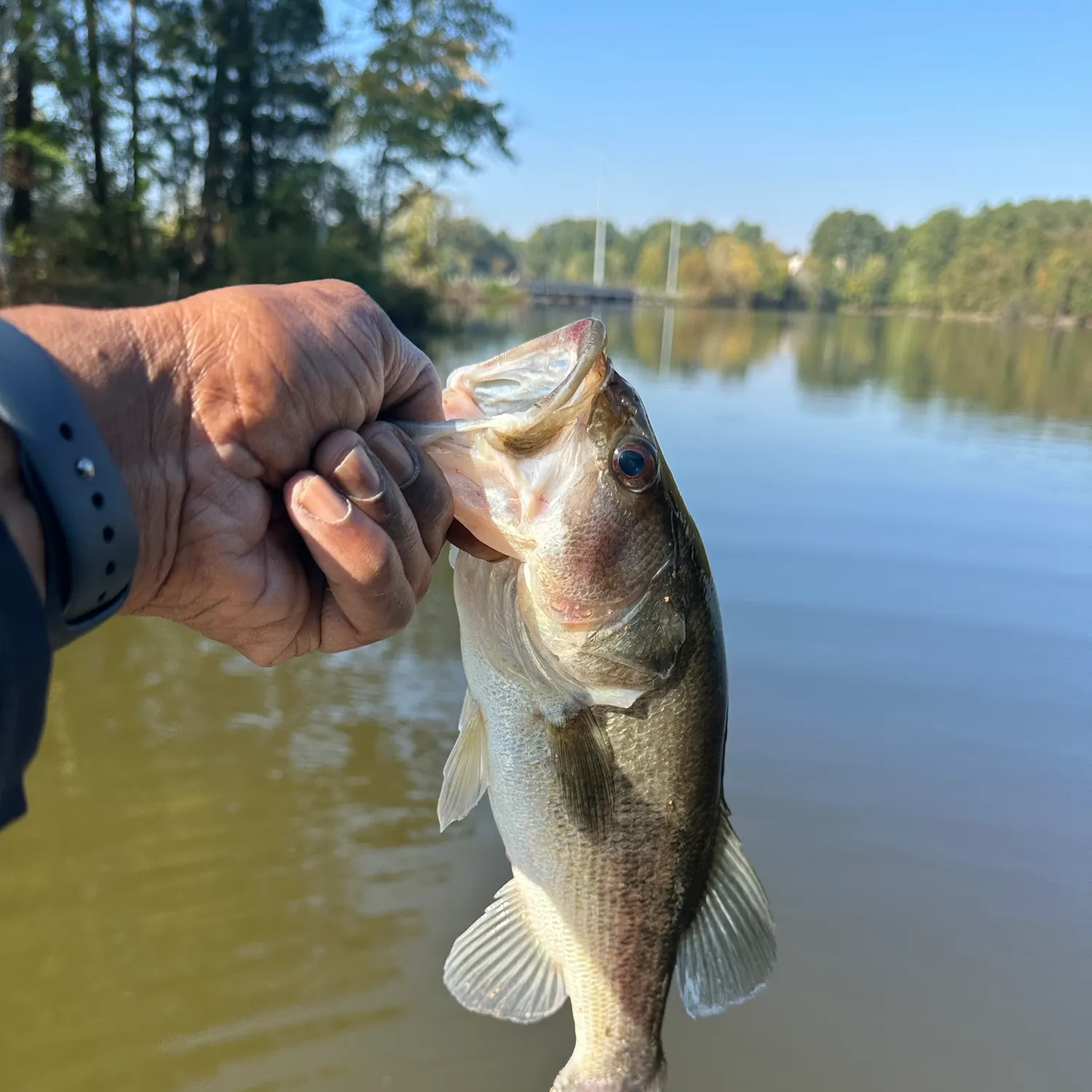 Largemouth bass caught on Fishbrain