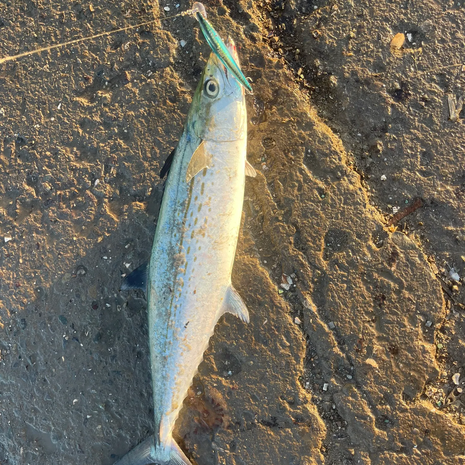 The most recent Cero mackerel catches on Fishbrain