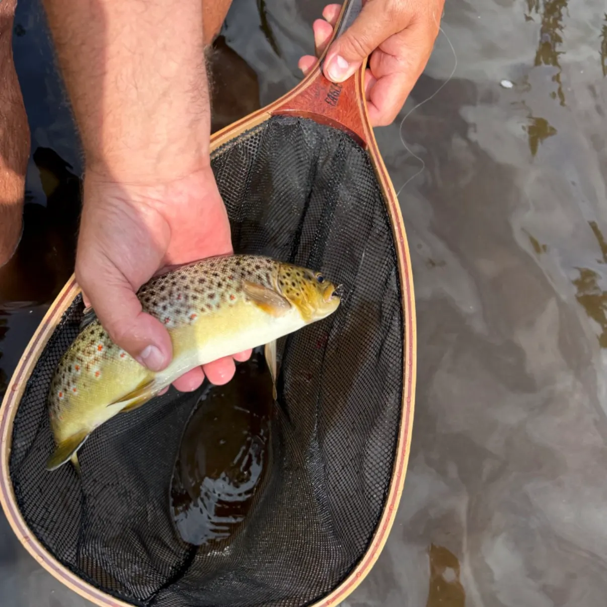 Brown trout caught on Fishbrain