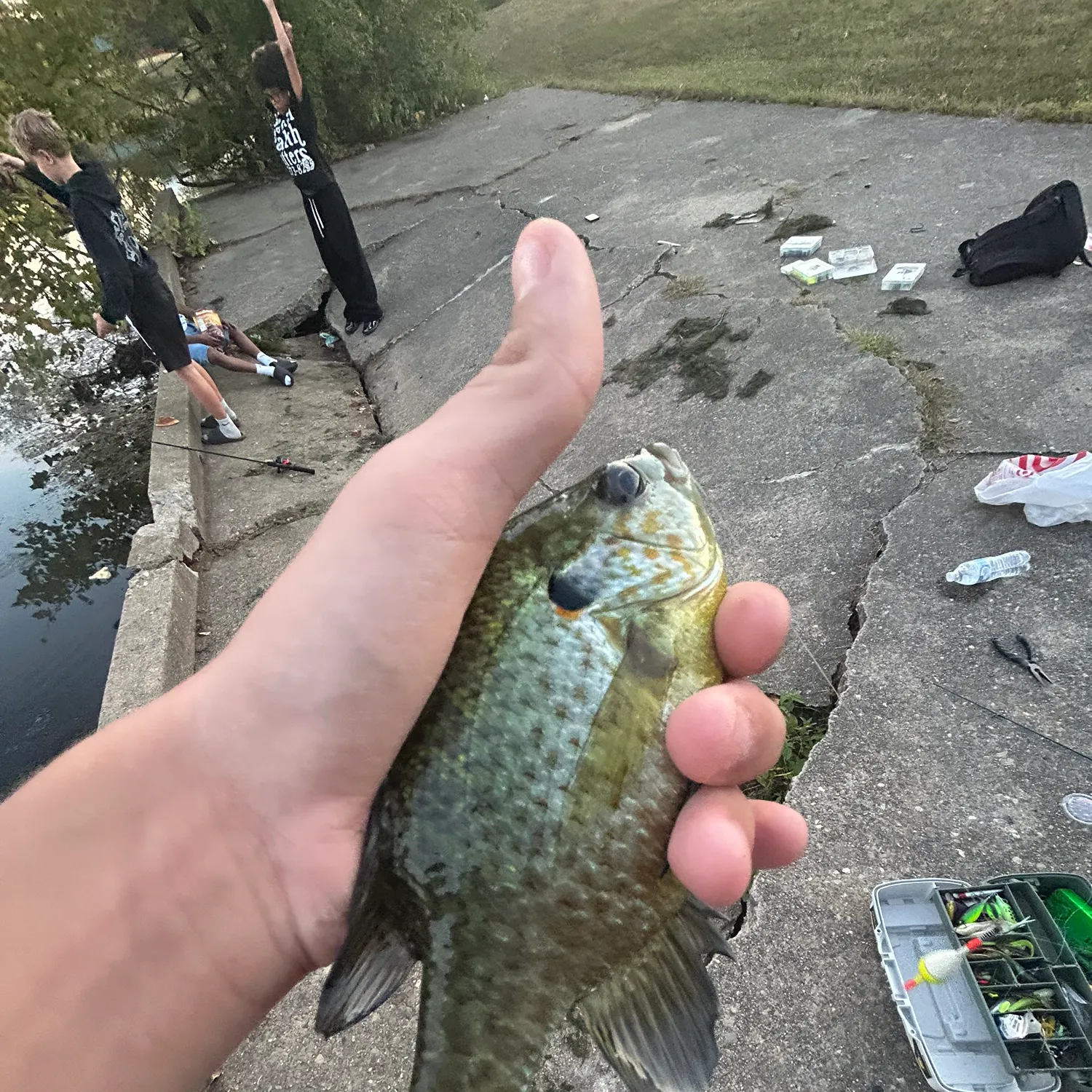 Bluegill caught on Fishbrain