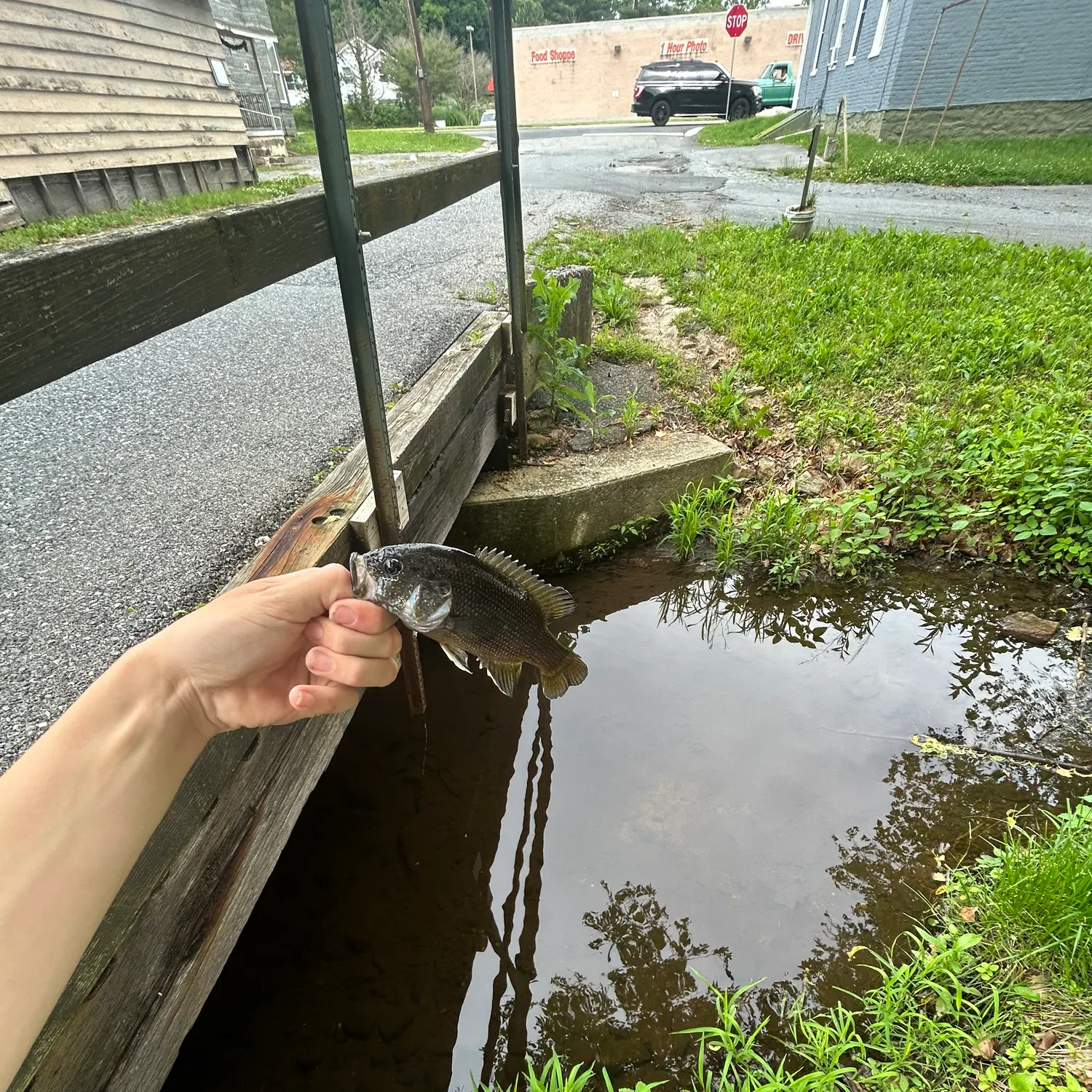 The most recent Great barracuda catches on Fishbrain