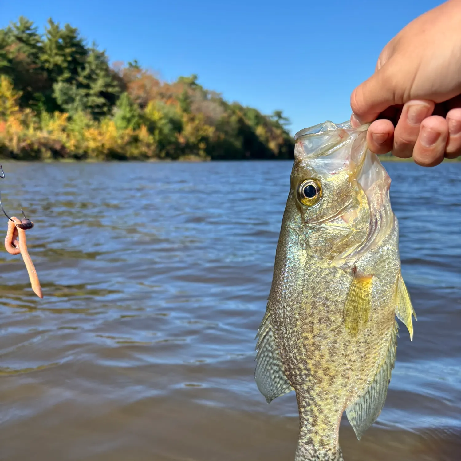 Black crappie caught on Fishbrain