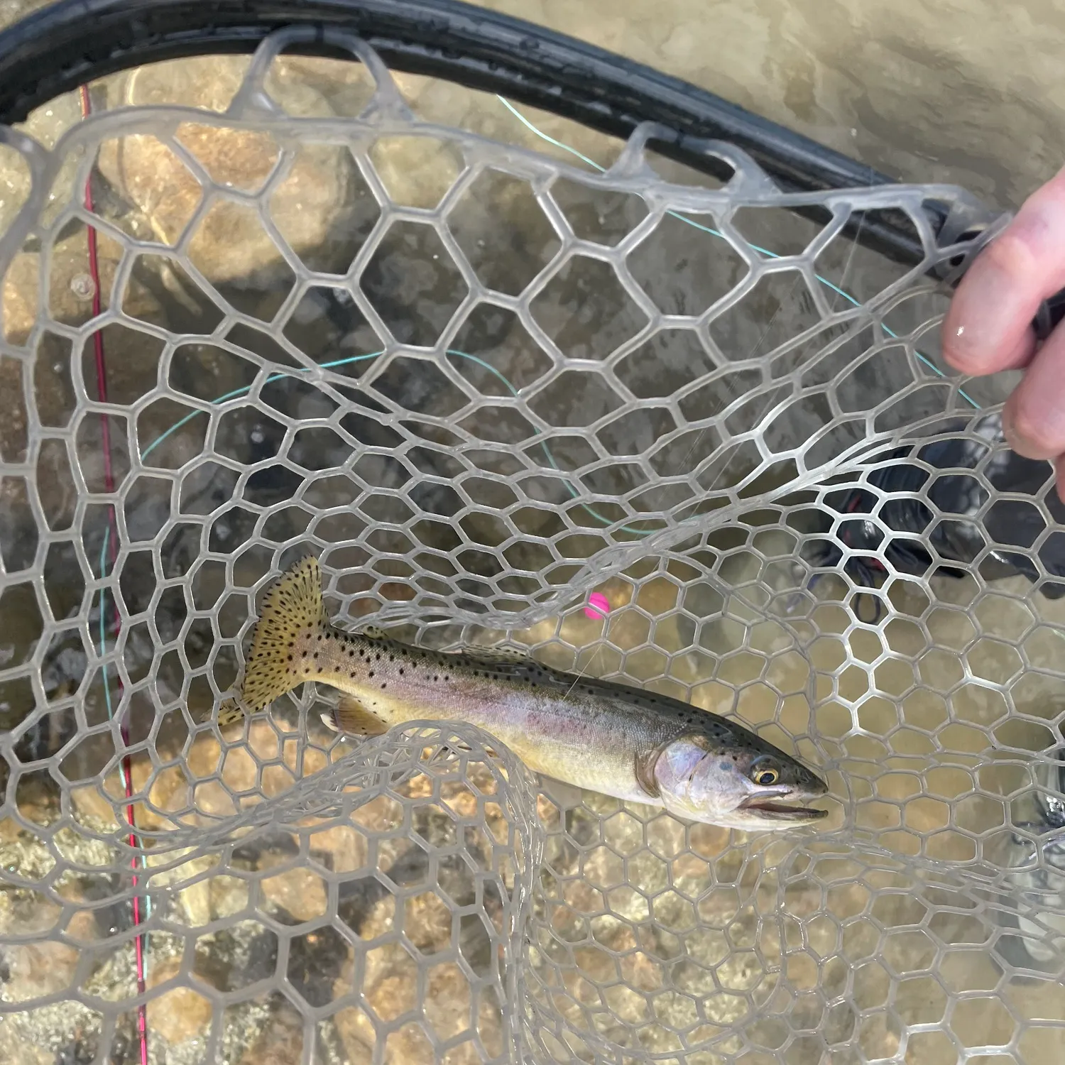 Lahontan cutthroat trout caught on Fishbrain
