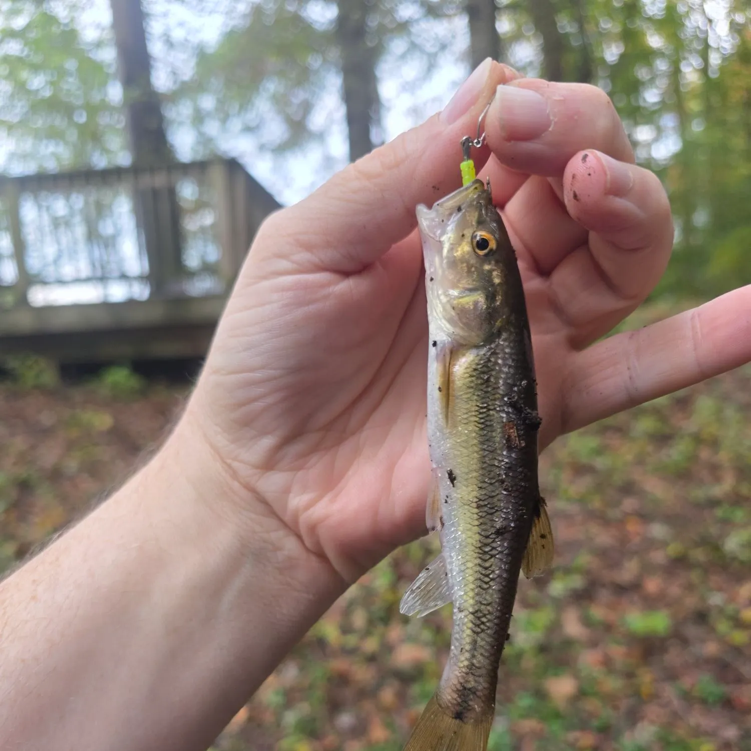 Creek chub caught on Fishbrain