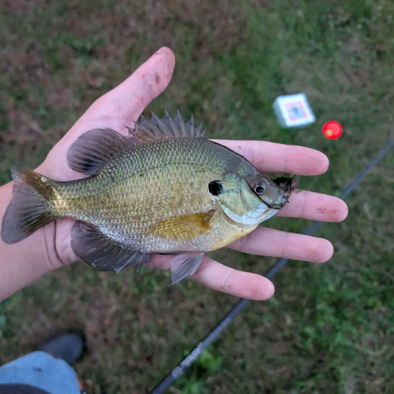 Bluegill caught on Fishbrain