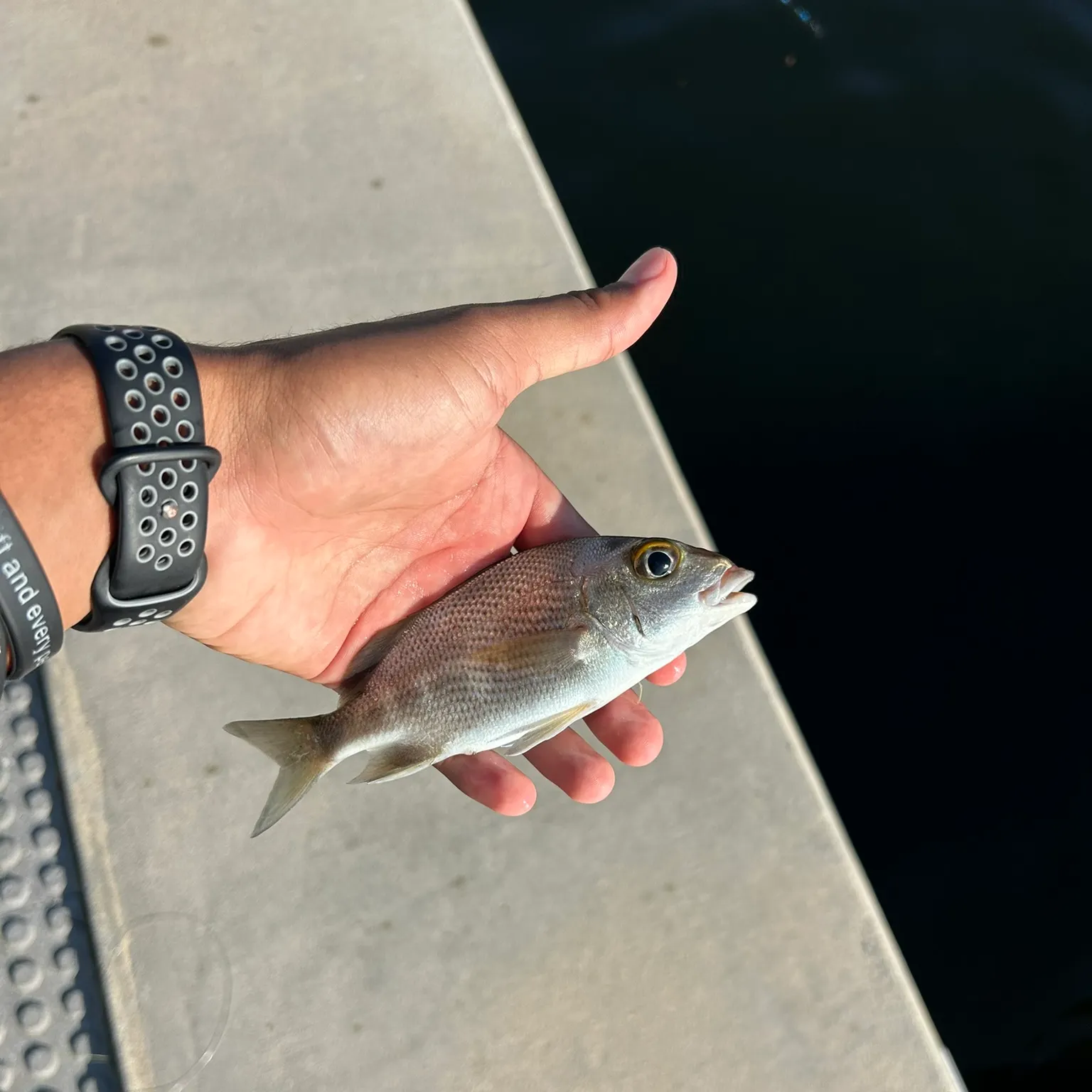 The most recent Sailor's choice grunt catches on Fishbrain