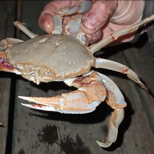 The most recent Blue land crab catches on Fishbrain